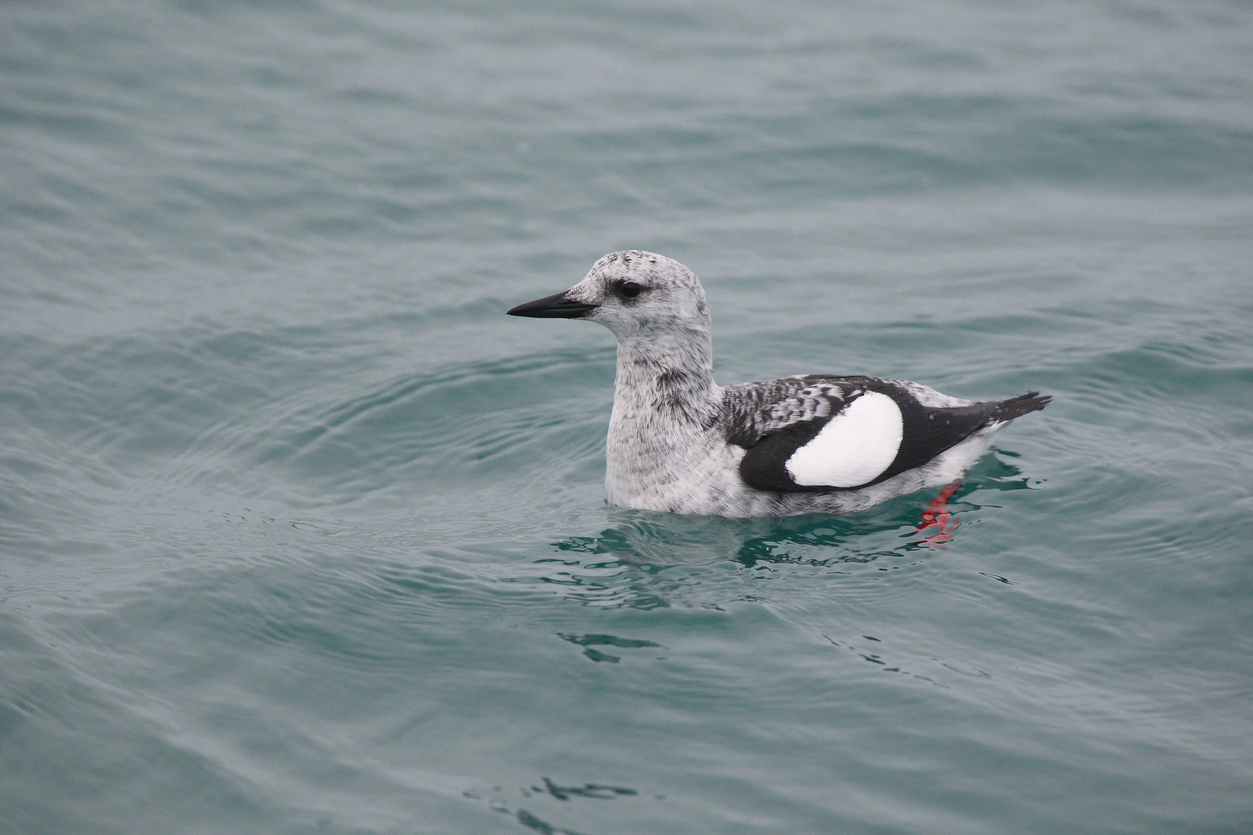 Winter Black Guillemot
