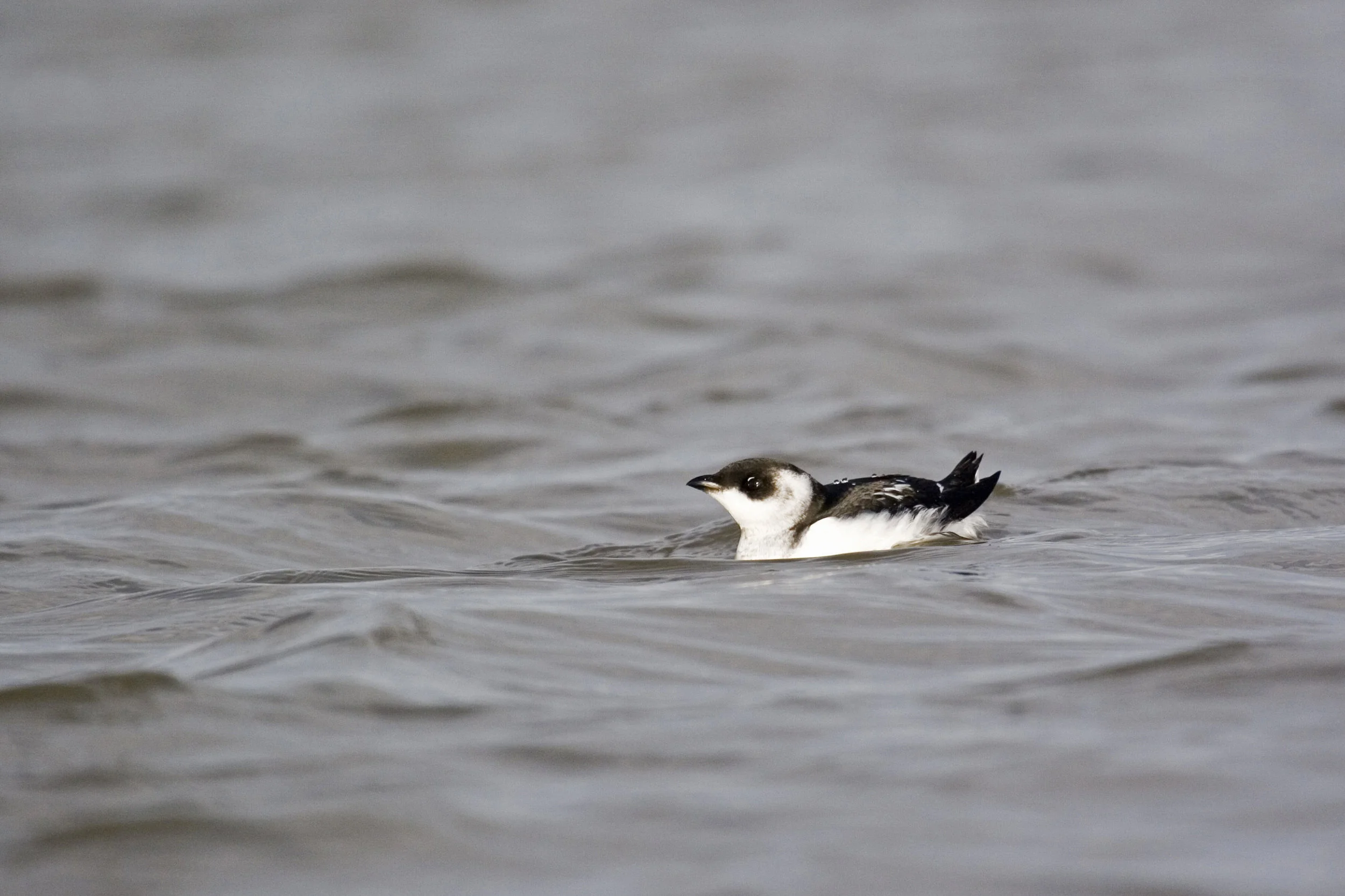 Winter Little Auk