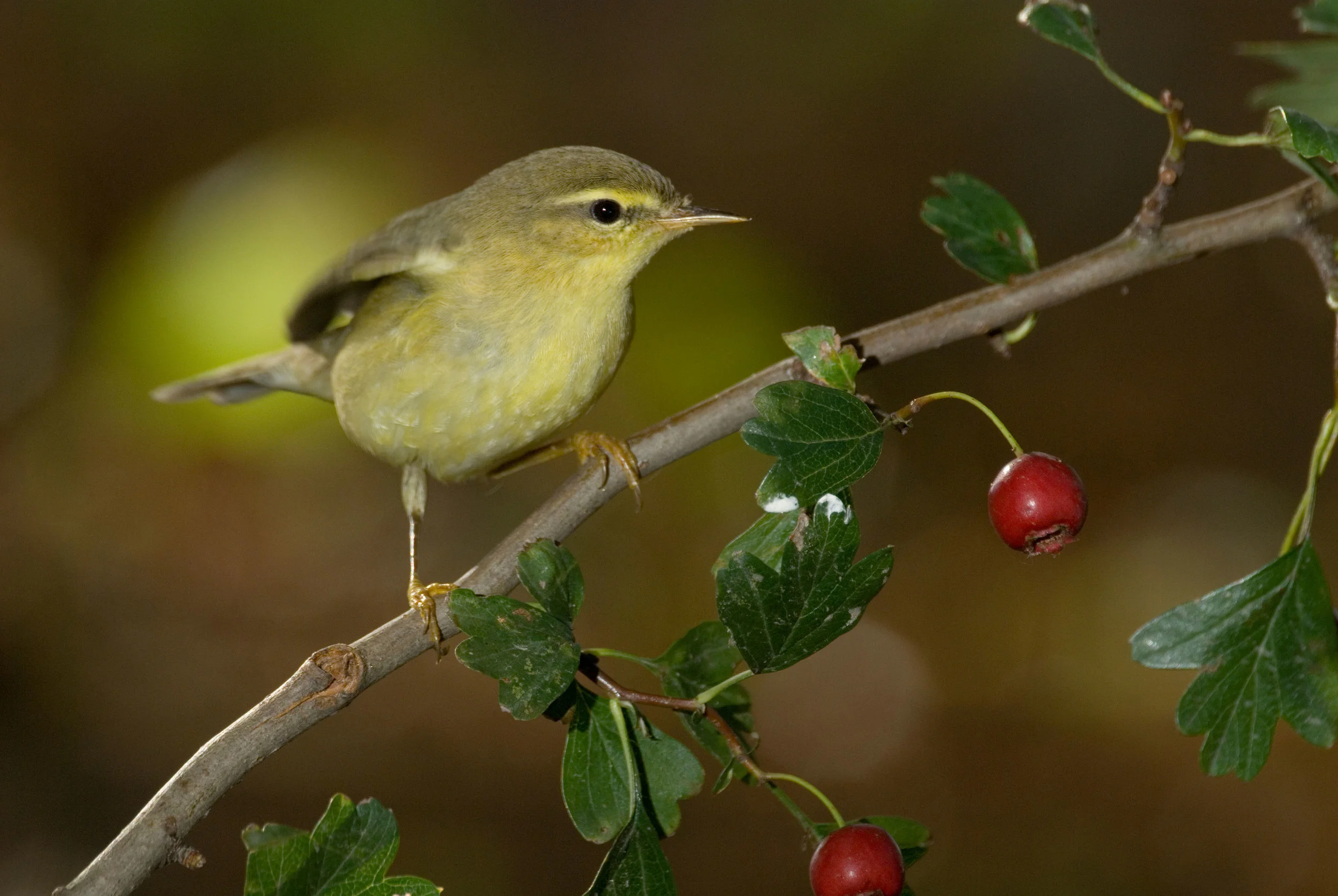 Autumn Willow Warbler