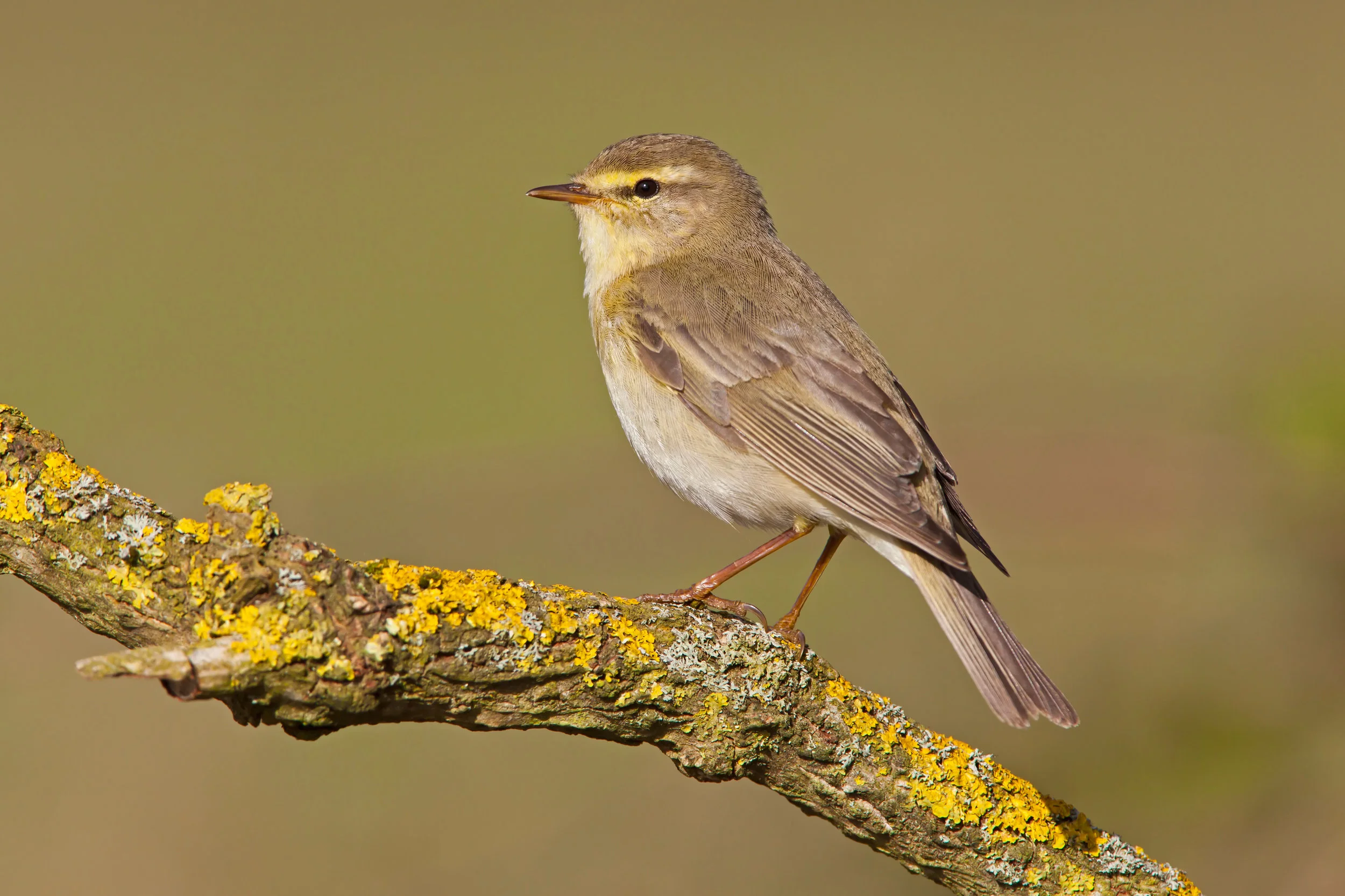 Spring Willow Warbler
