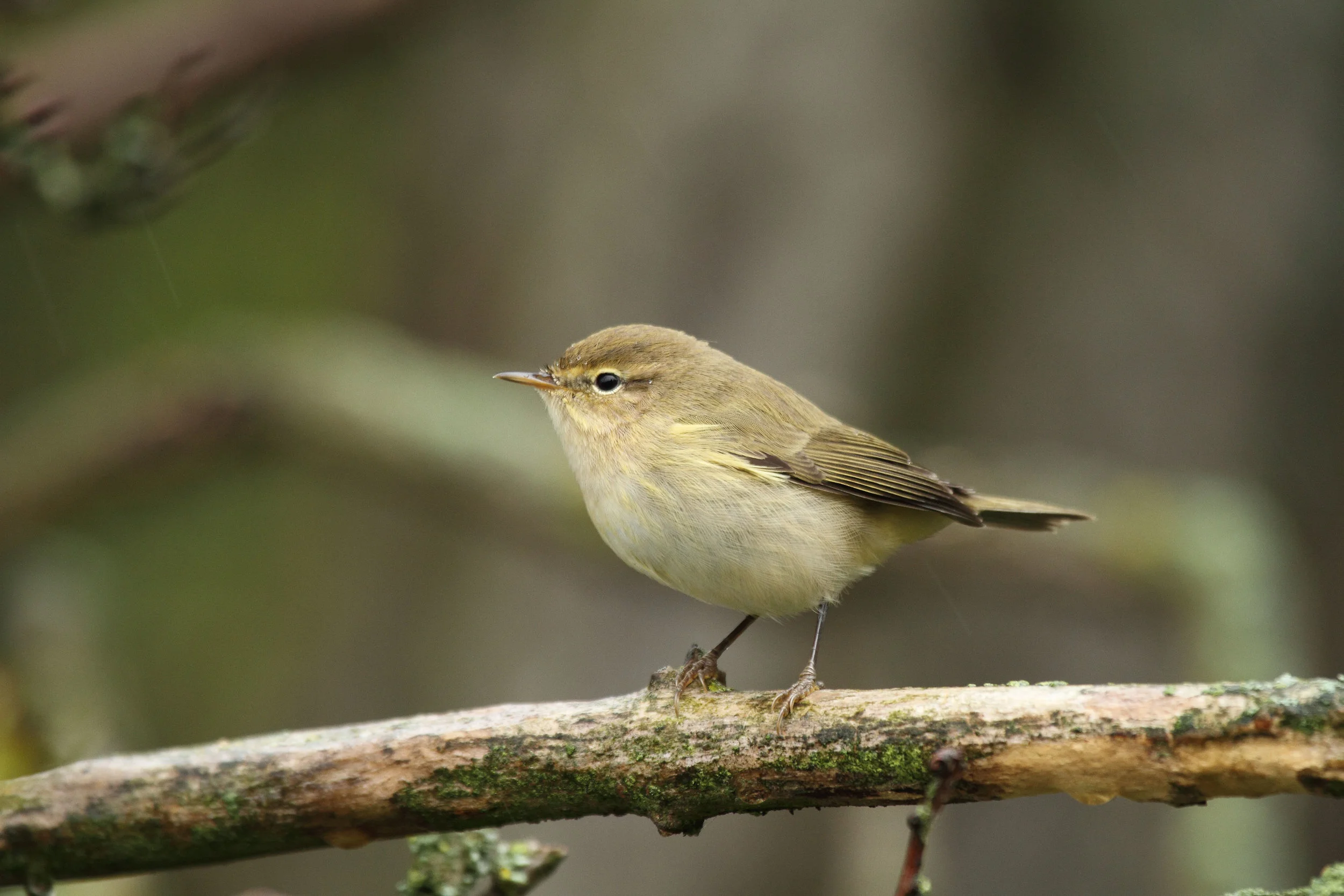 Chiffchaff
