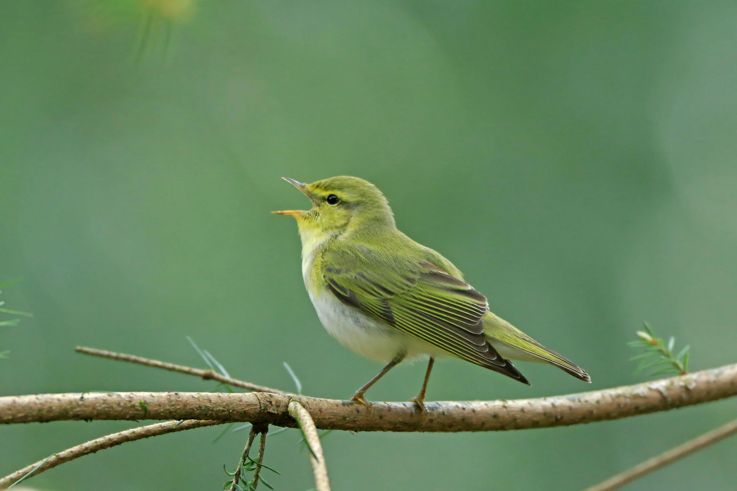 Wood Warbler