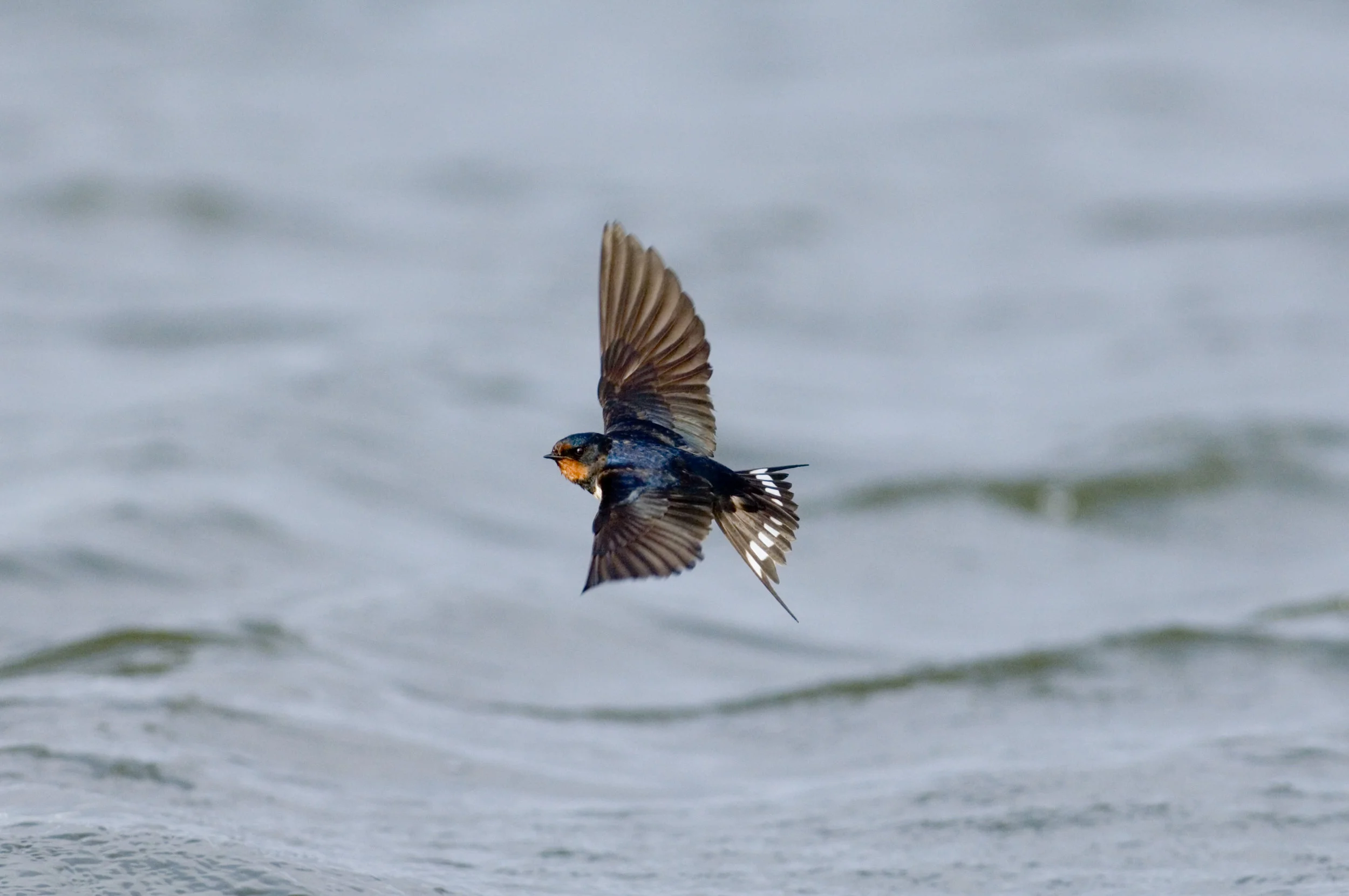 Swallow feeding over water