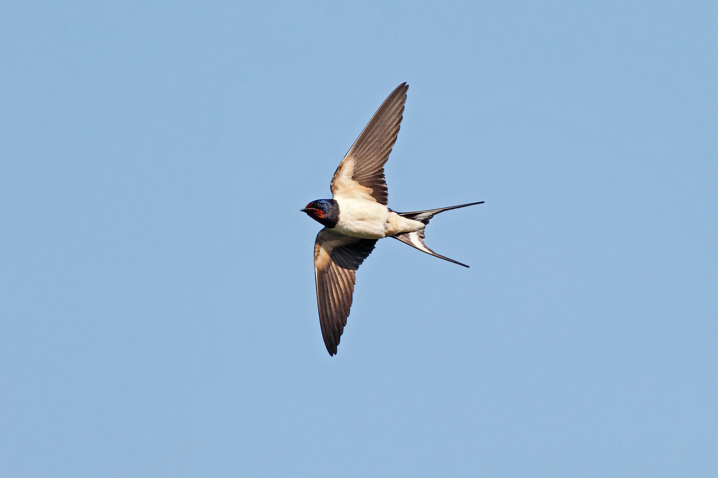 Swallow underside
