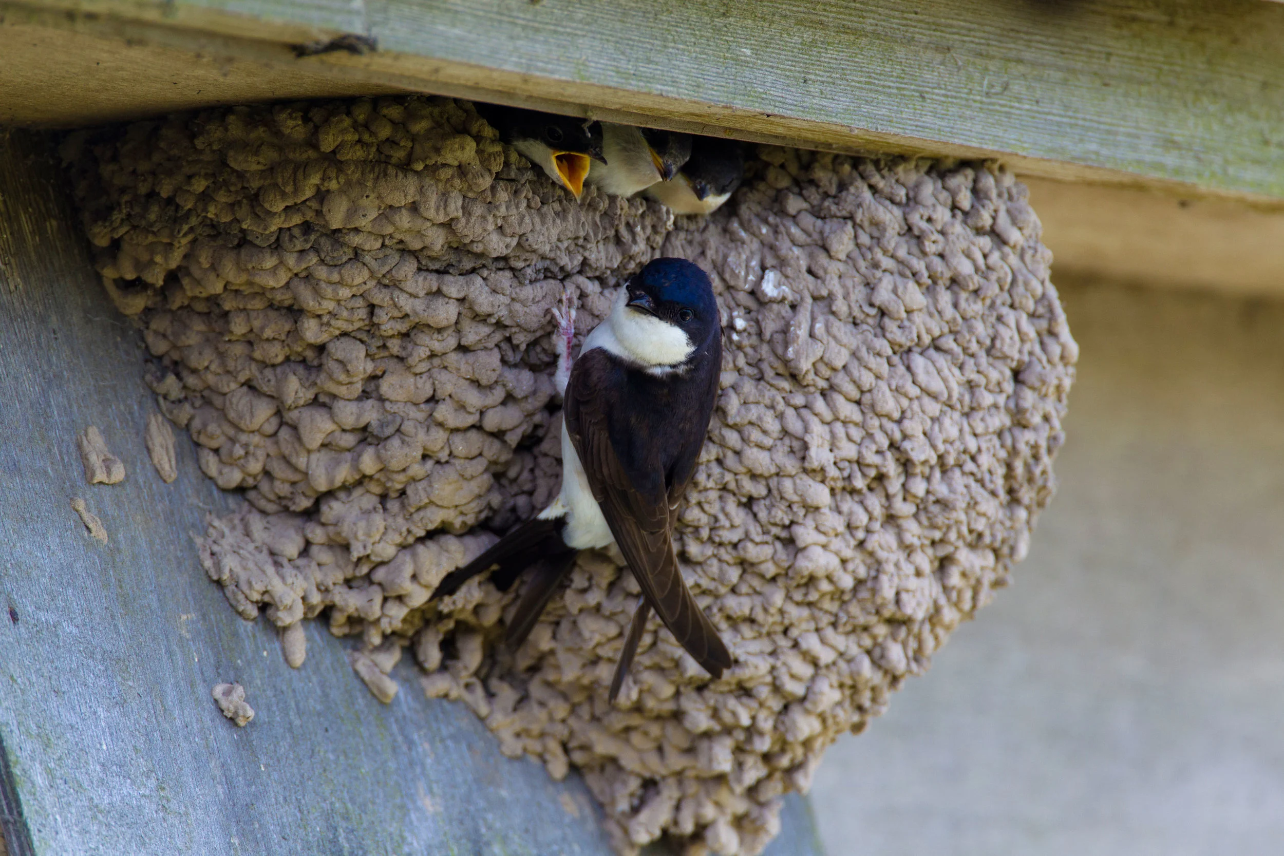 Typical House Martin nest
