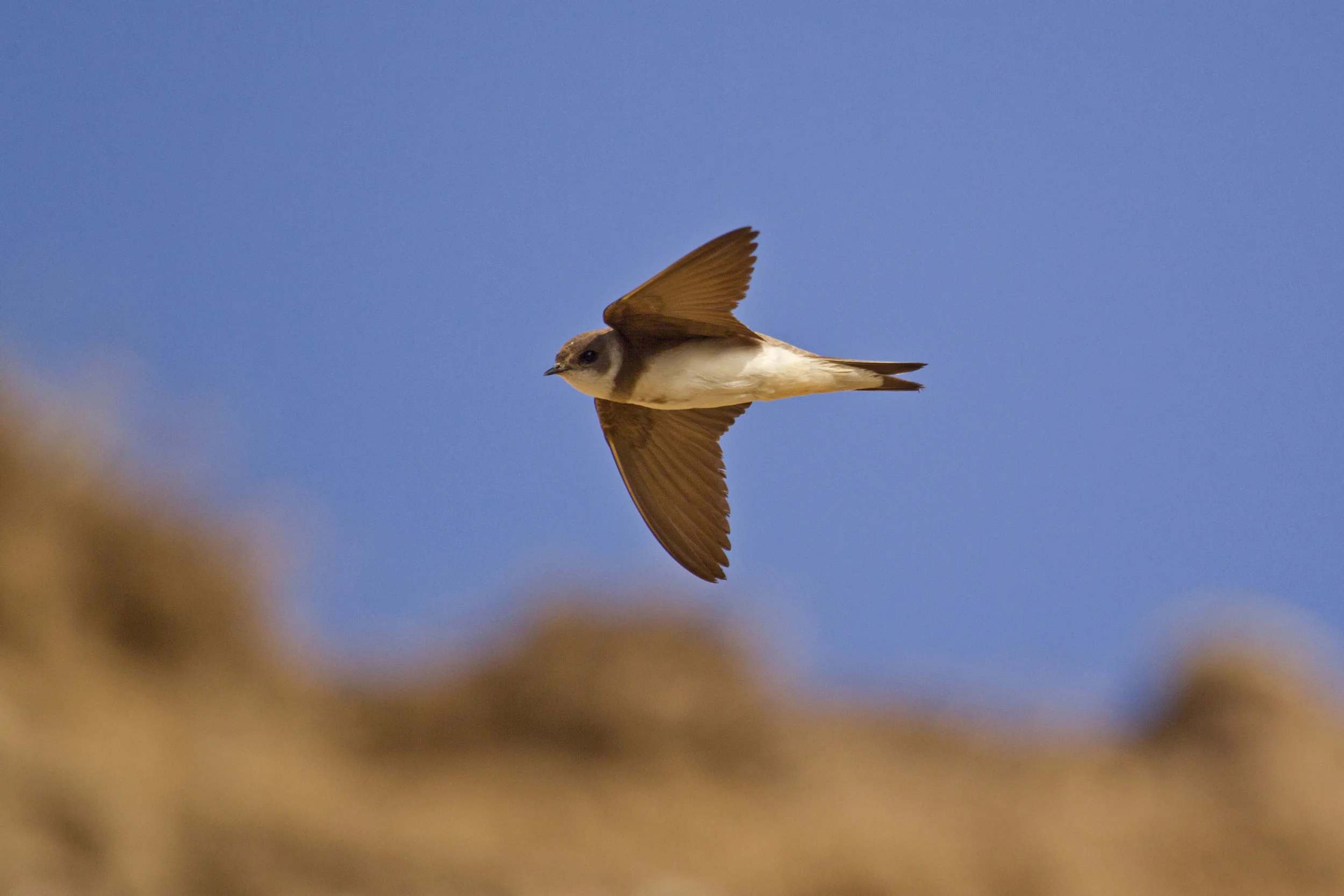 Sand Martin