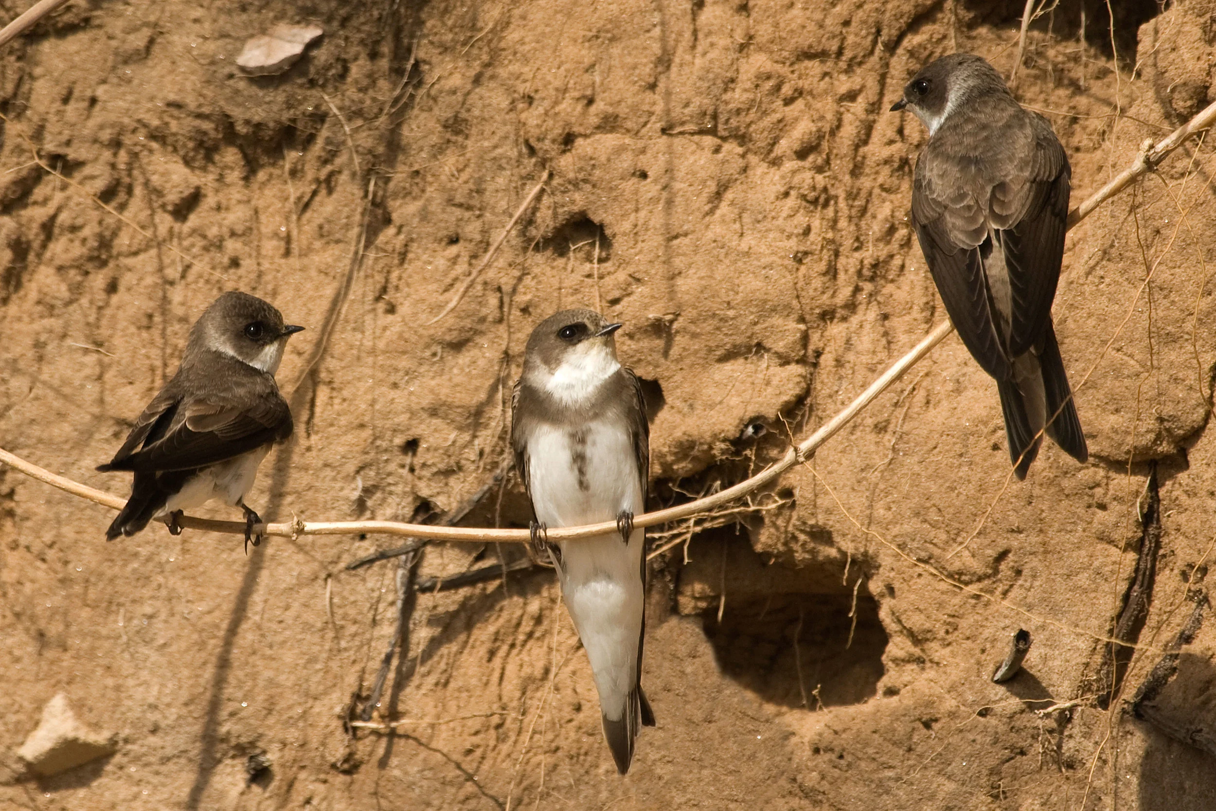 Sand Martins near nest holes