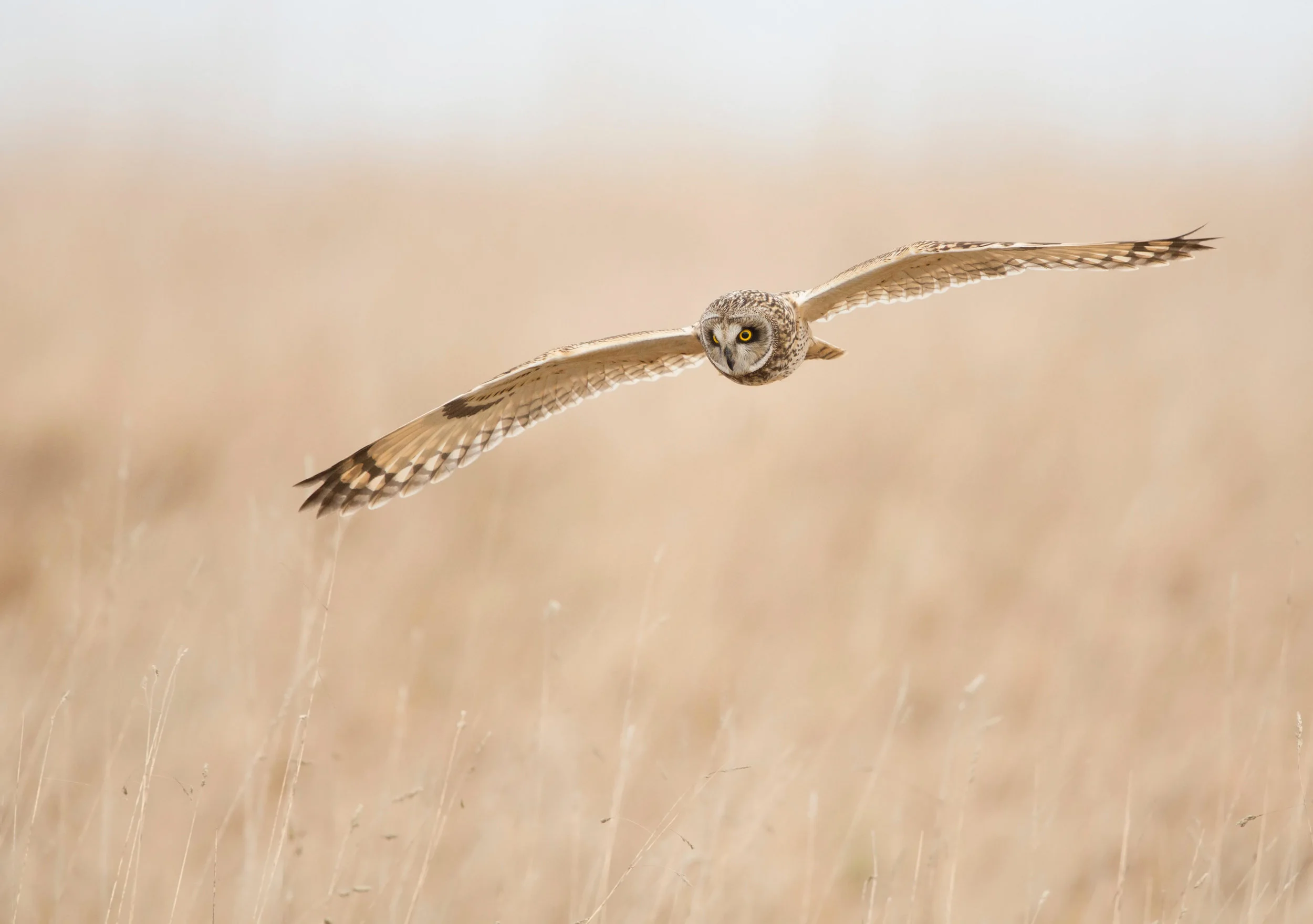 Short-eared Owl hunting by day