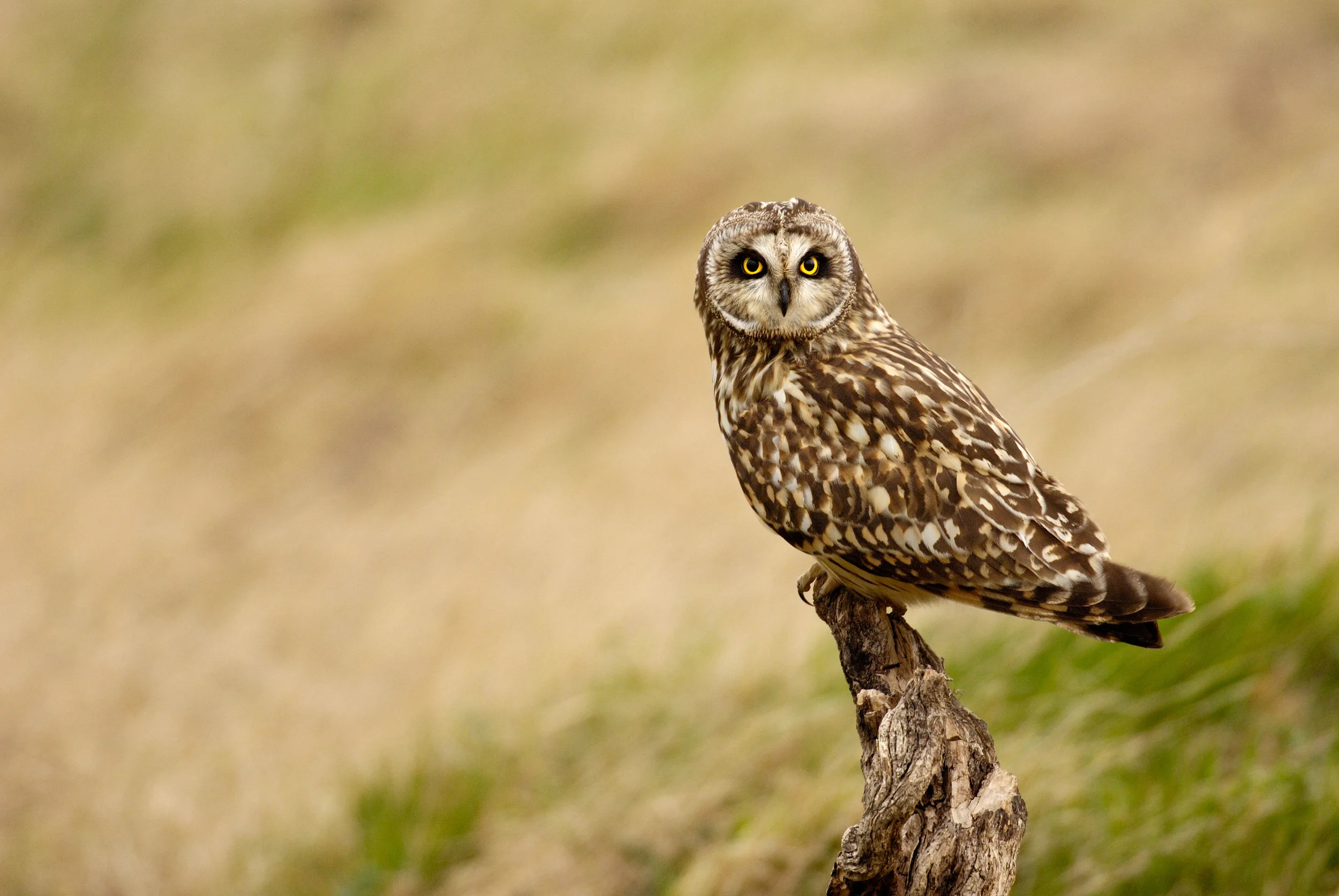 Short-eared Owl