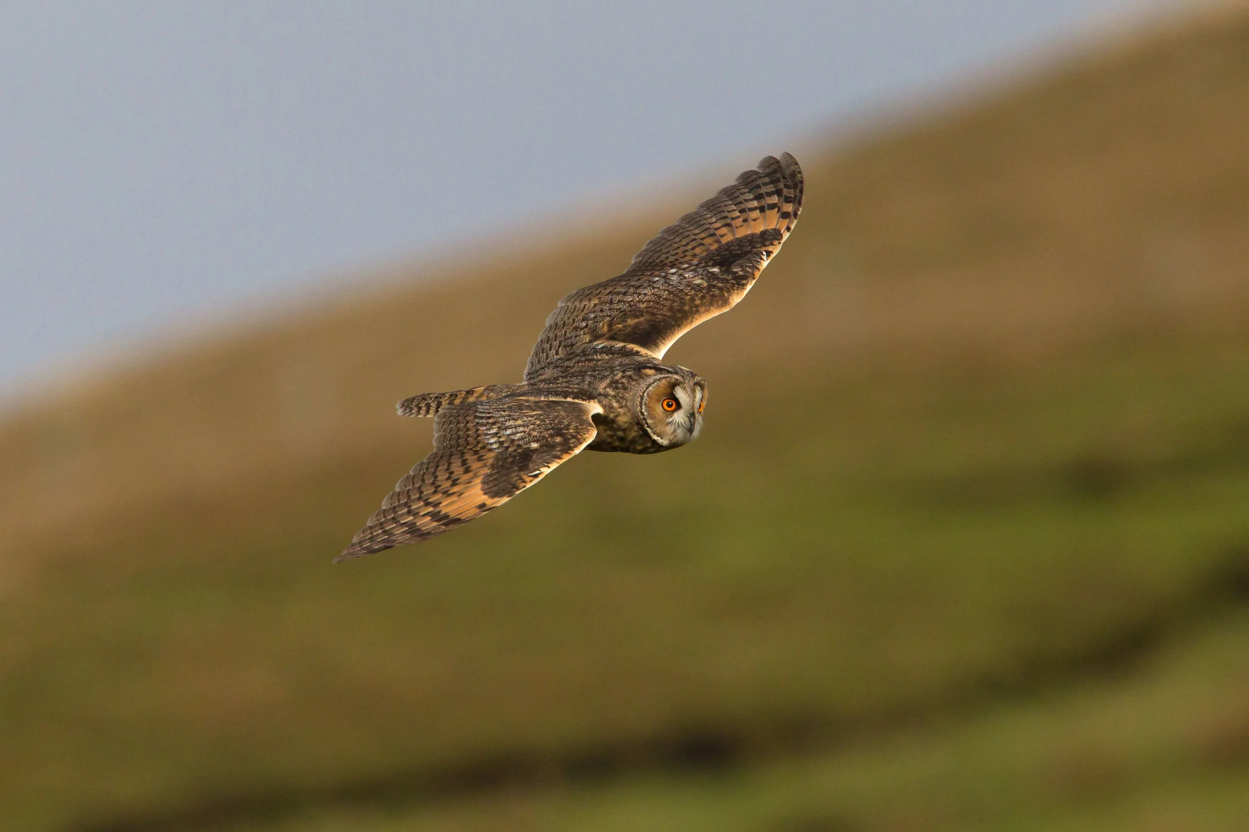 Long-eared Owl