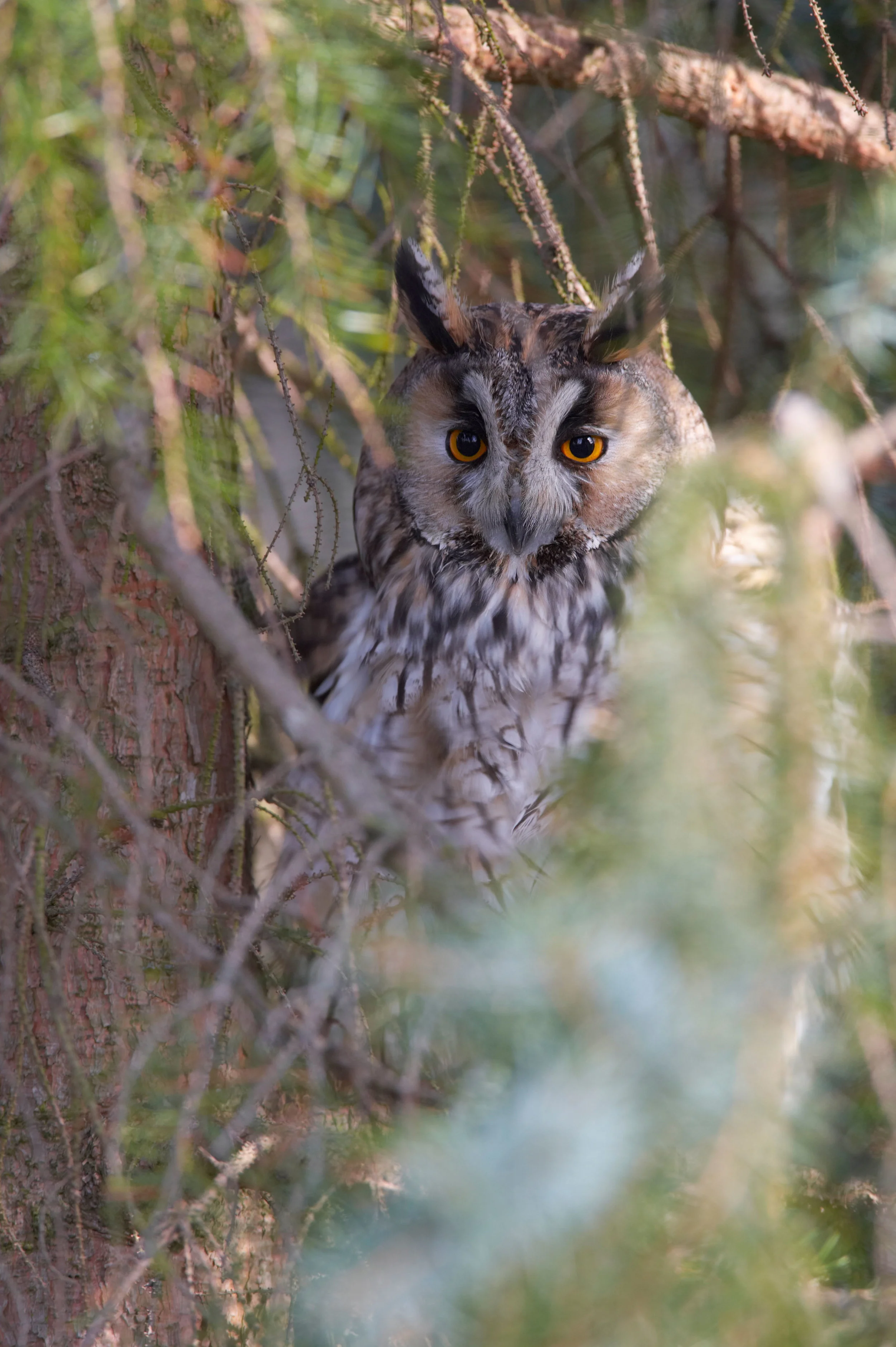 Long-eared Owl at roost site
