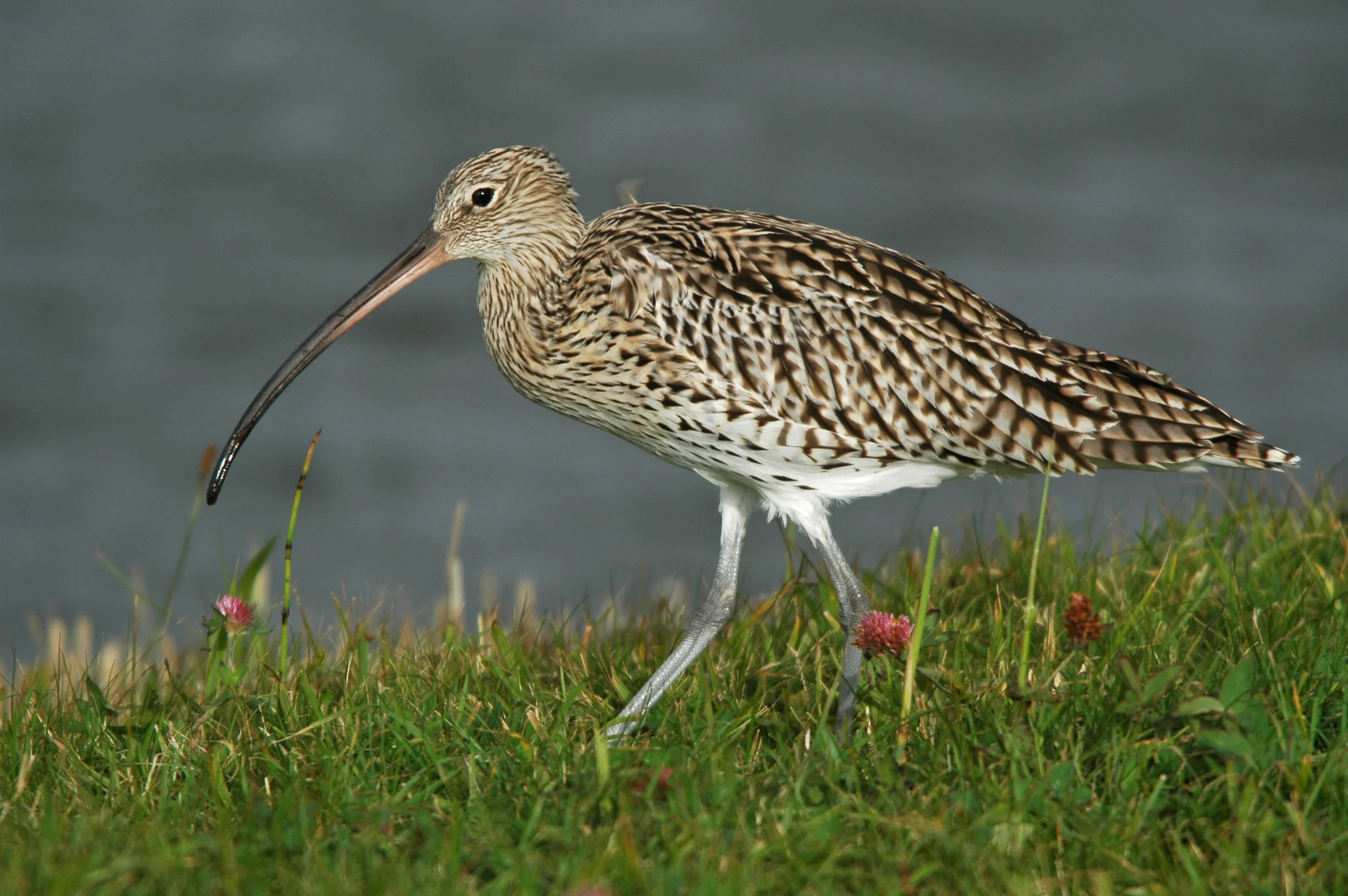 Curlew