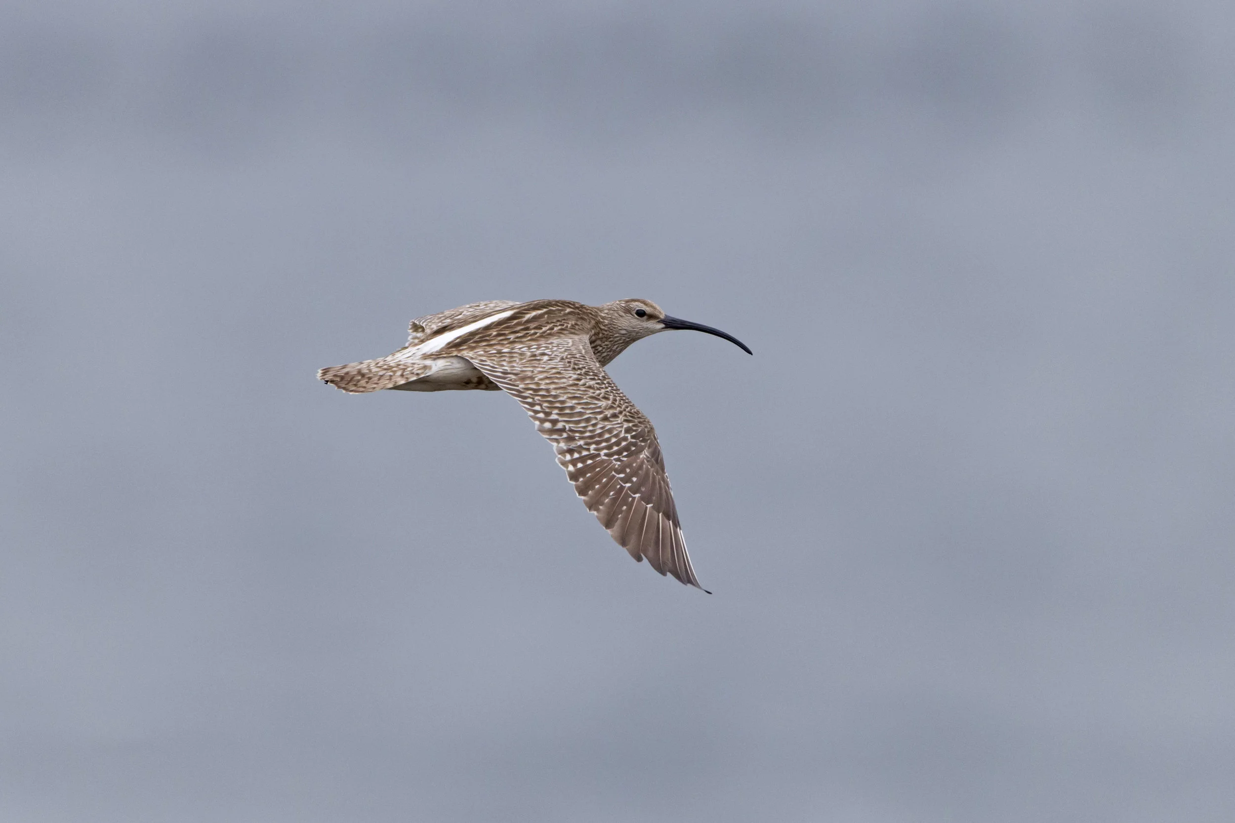 Whimbrel