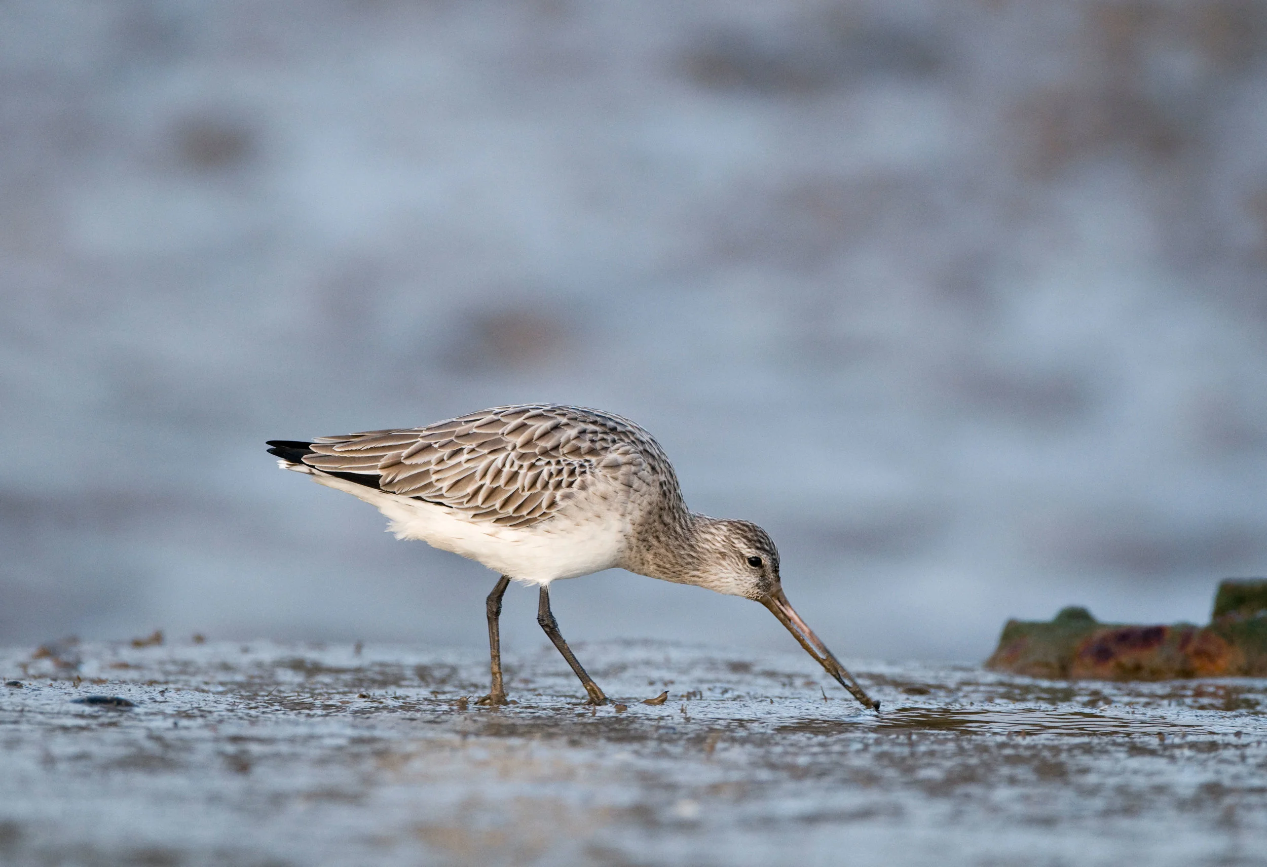 Winter Bar-tailed Godwit