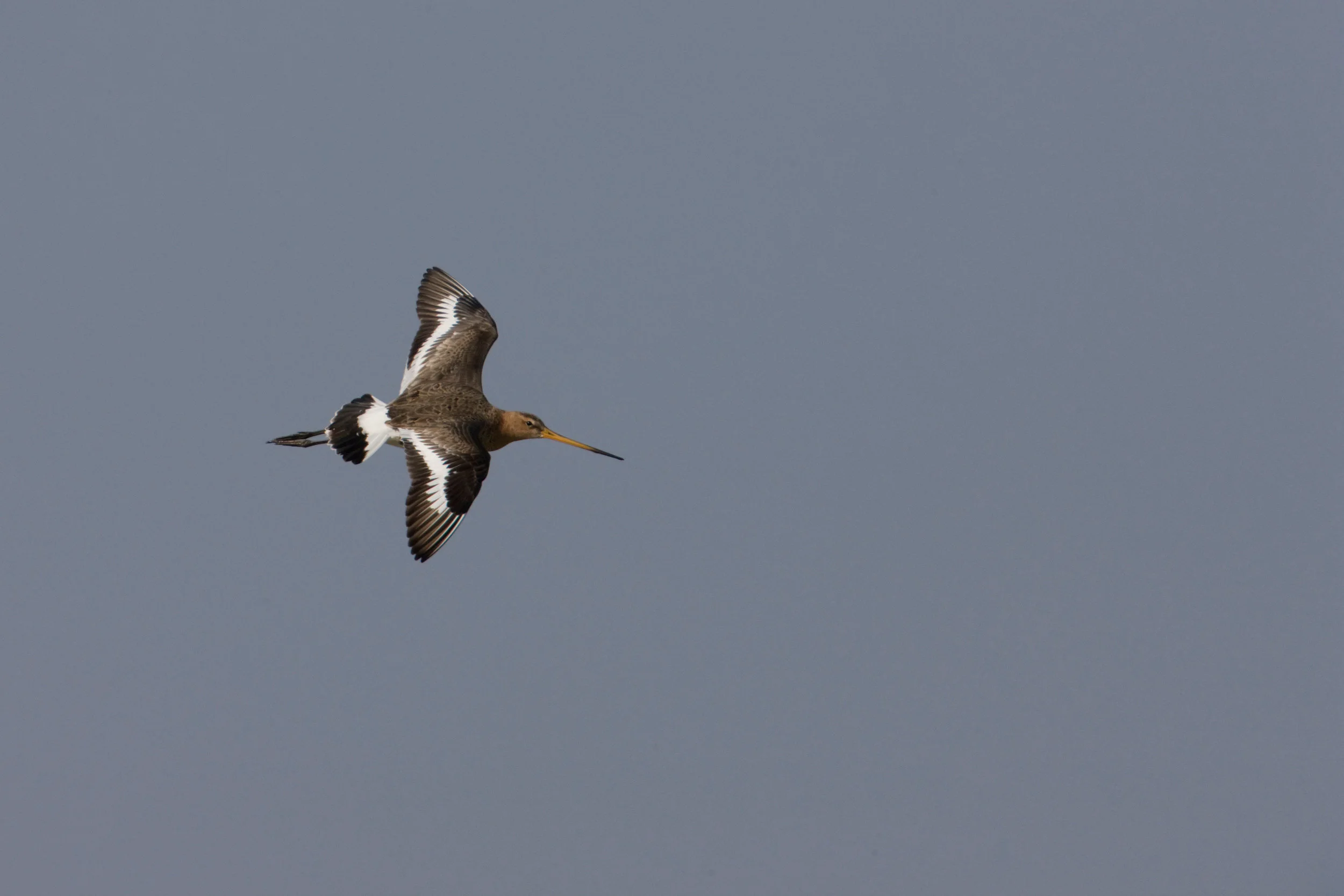 Black-tailed Godwit