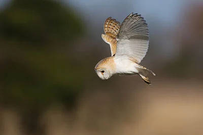 Pic: Nigel Pye/Alamy