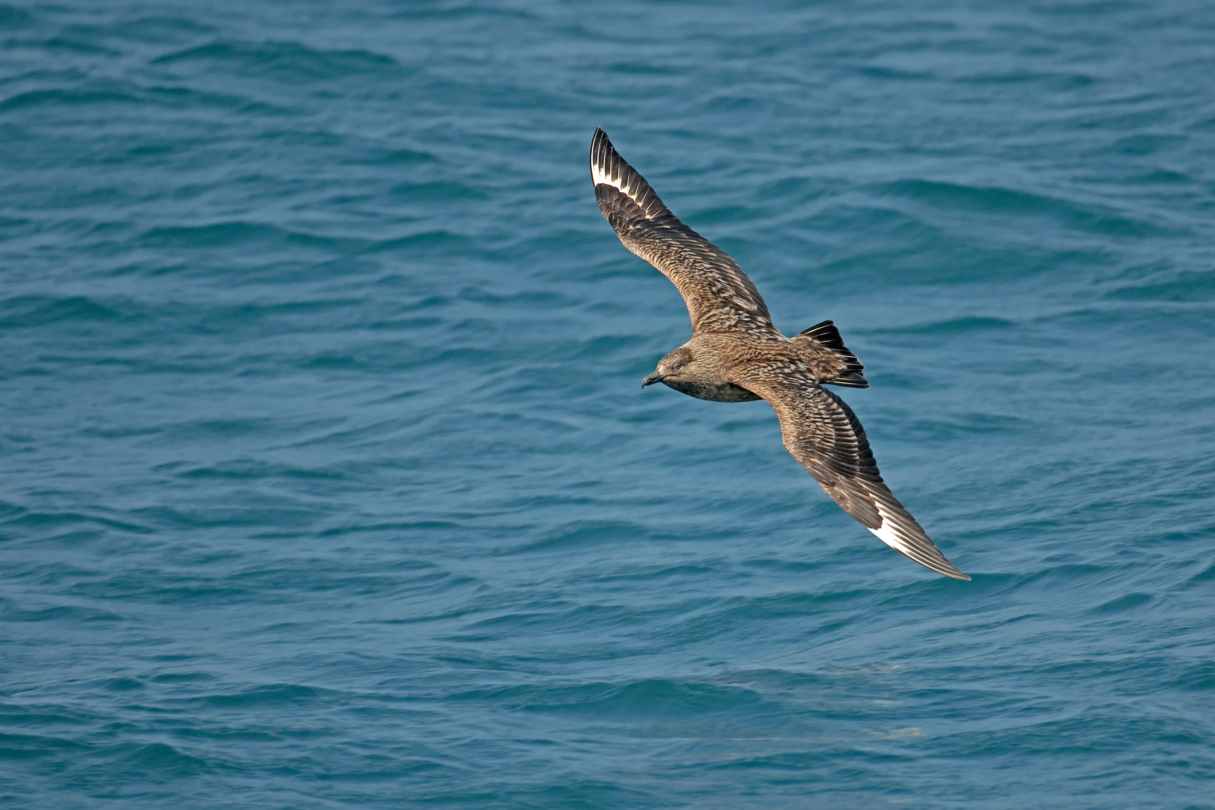 Great Skua