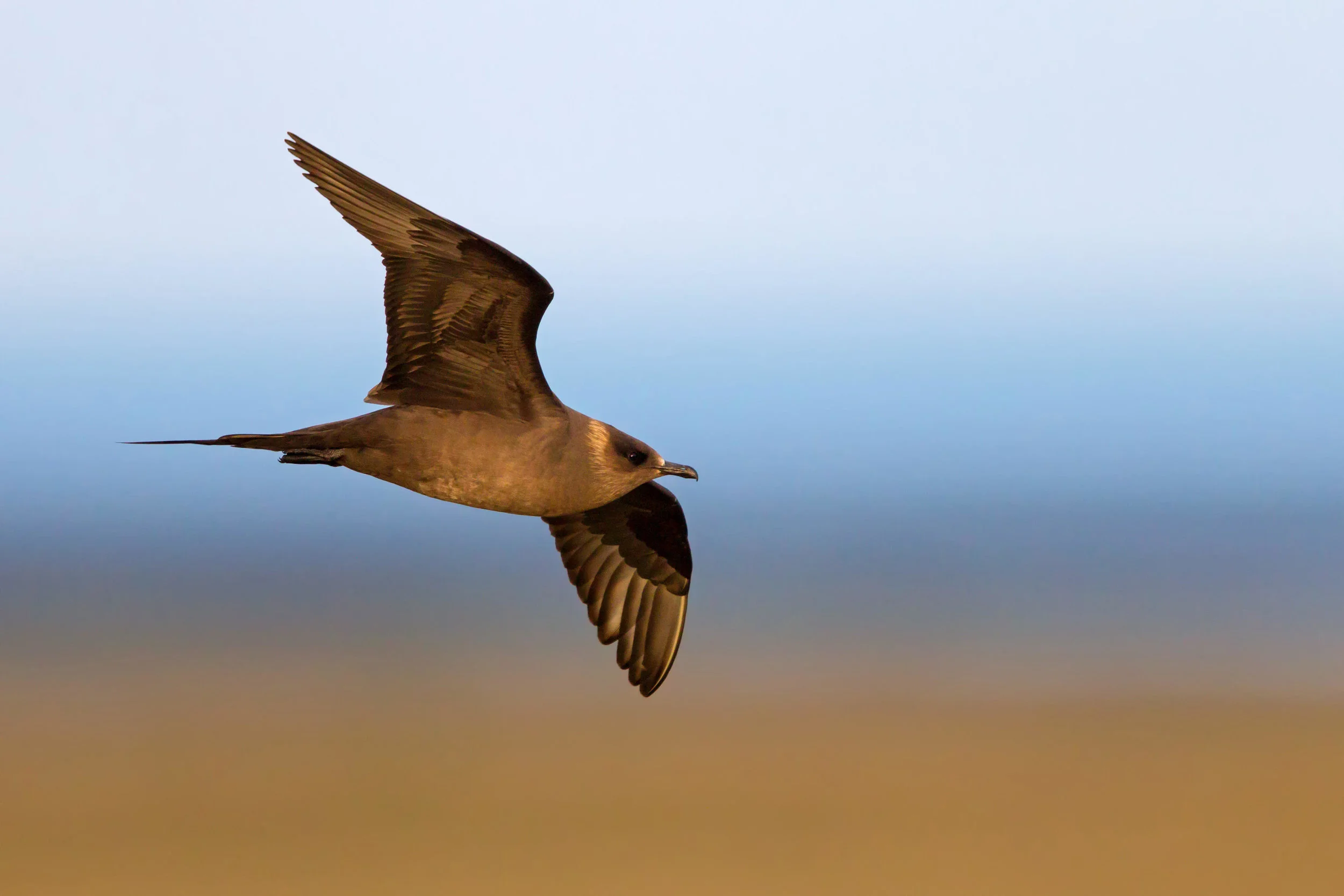 Arctic Skua, dark morph adult