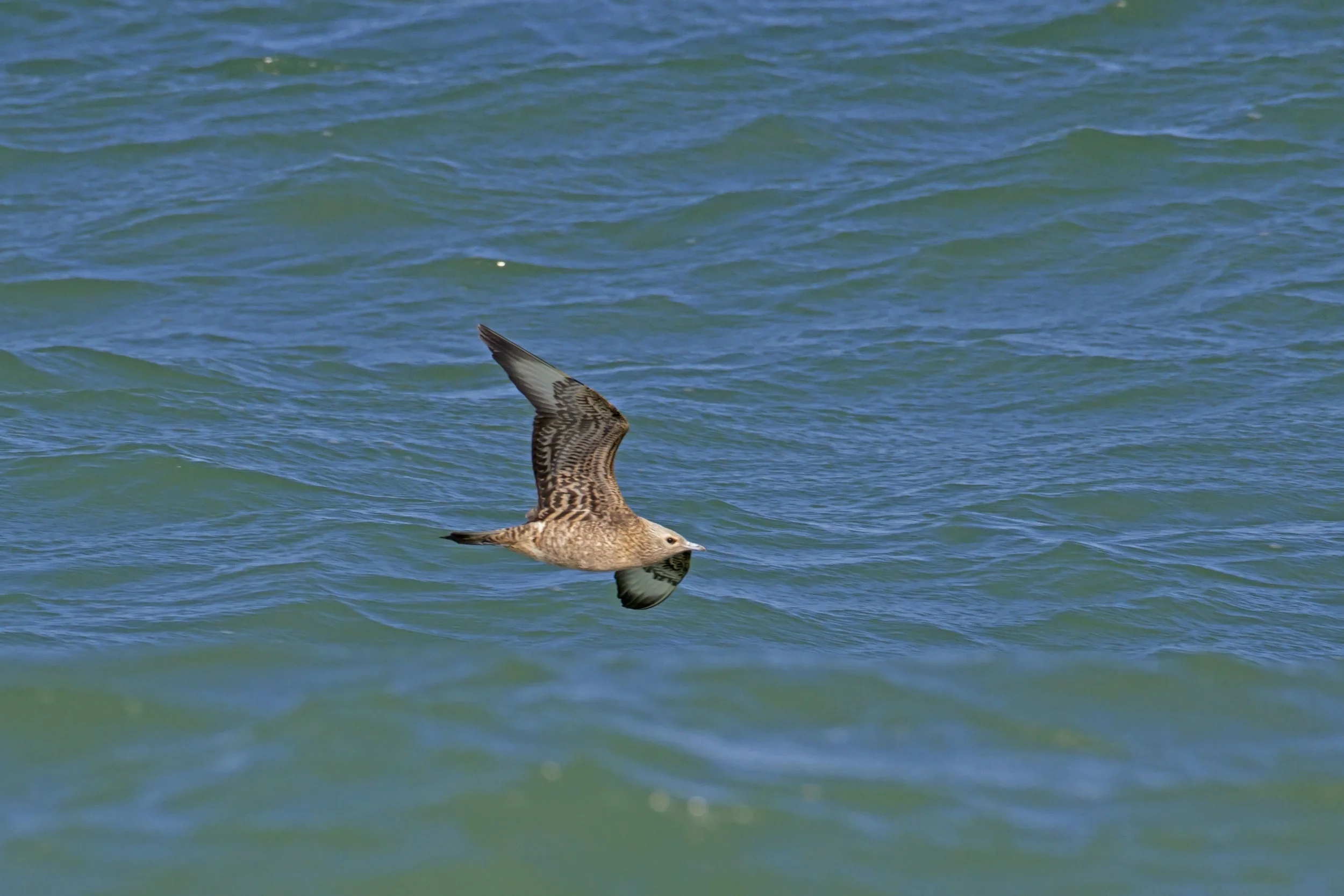Arctic Skua, pale morph juvenile