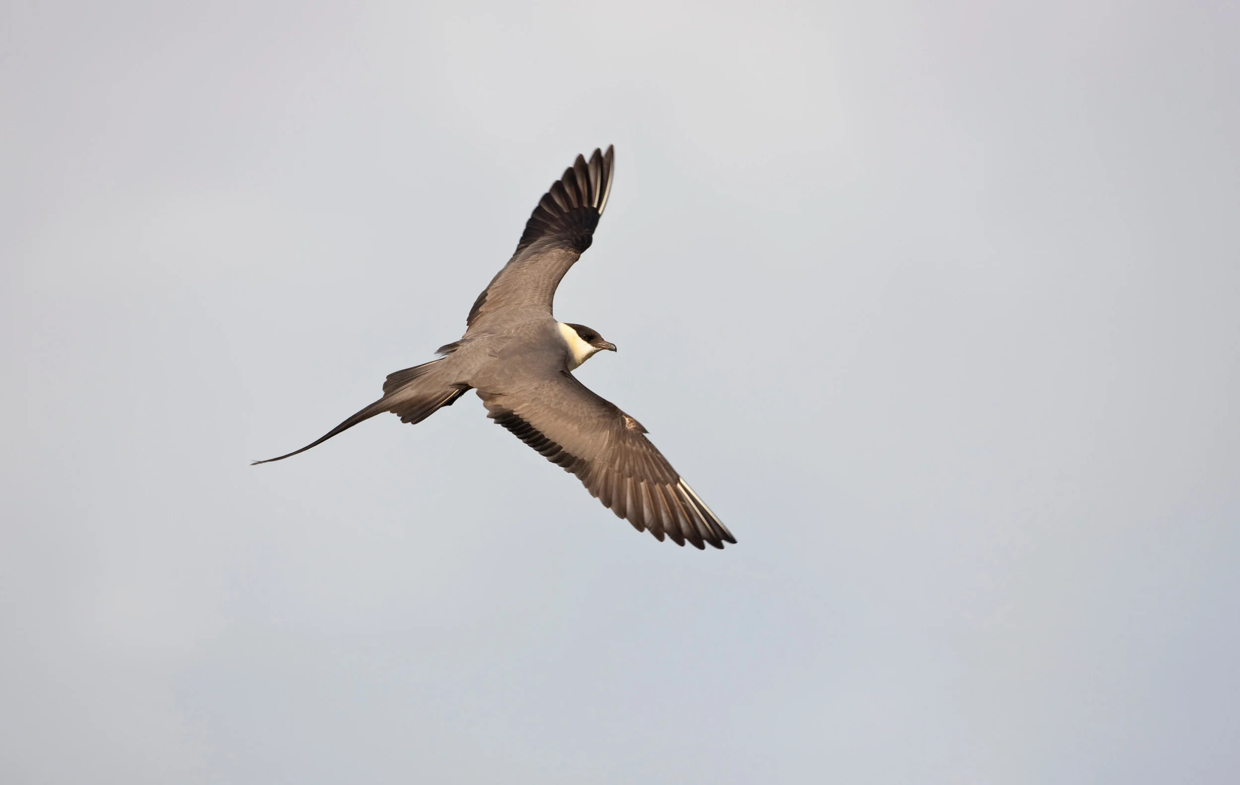 Long-tailed Skua, adult
