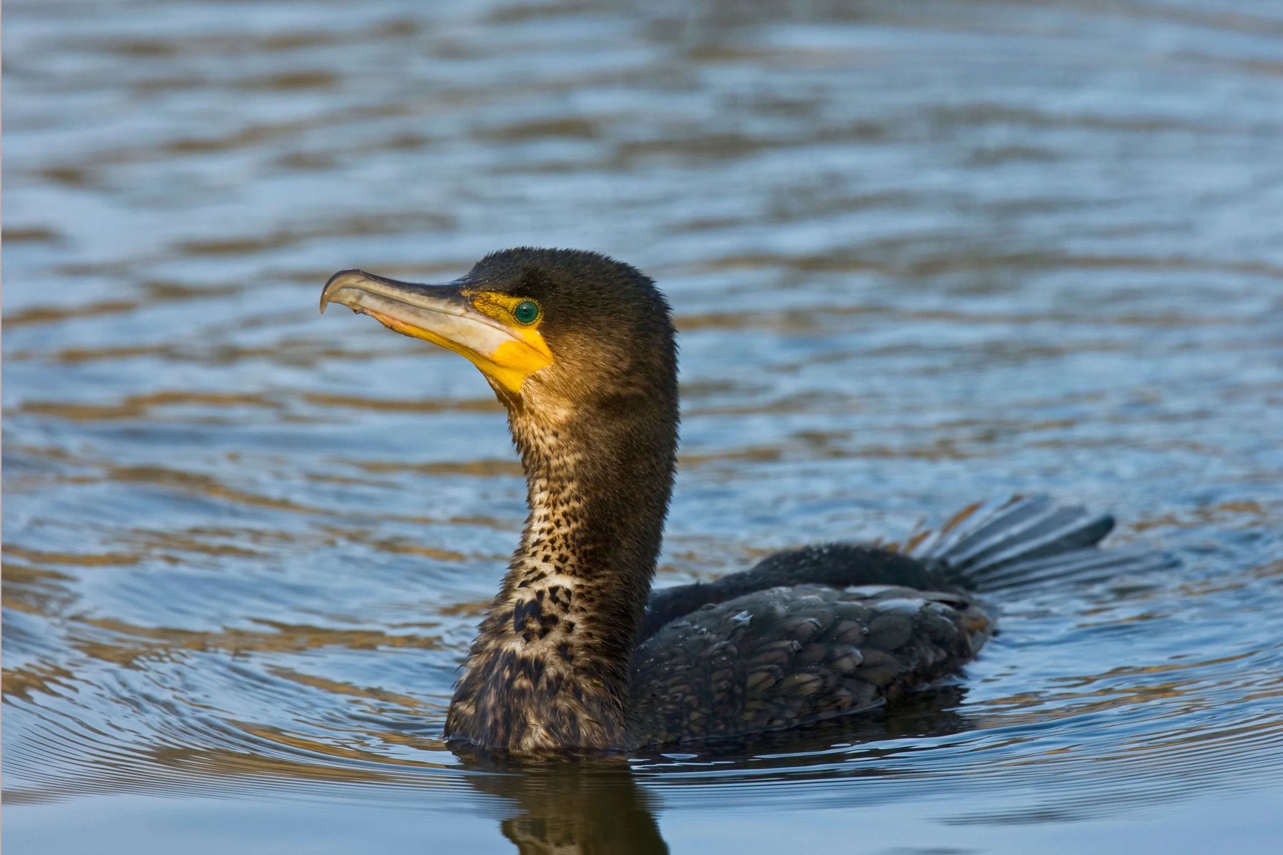 Cormorant