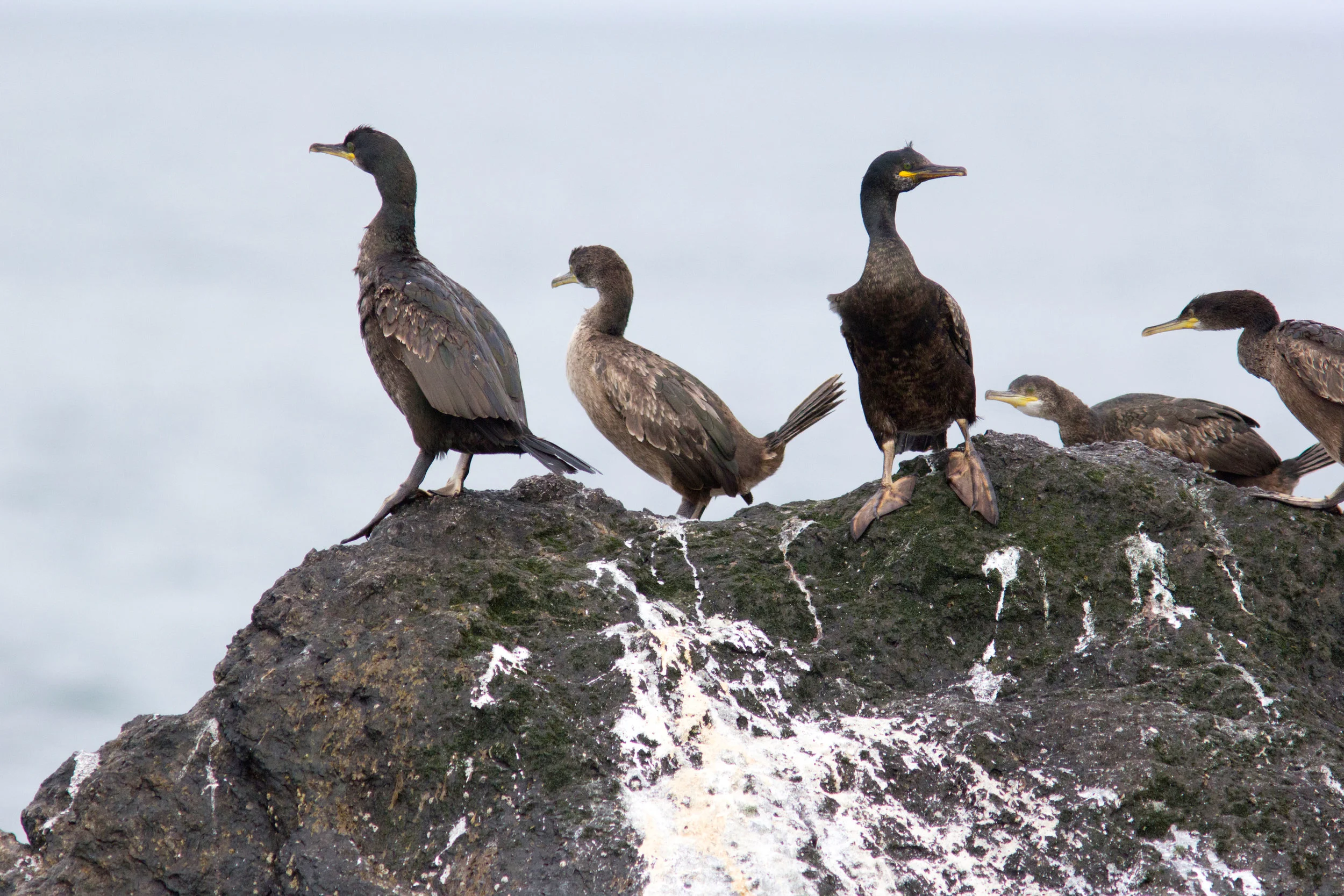 Adult and juvenile Shags