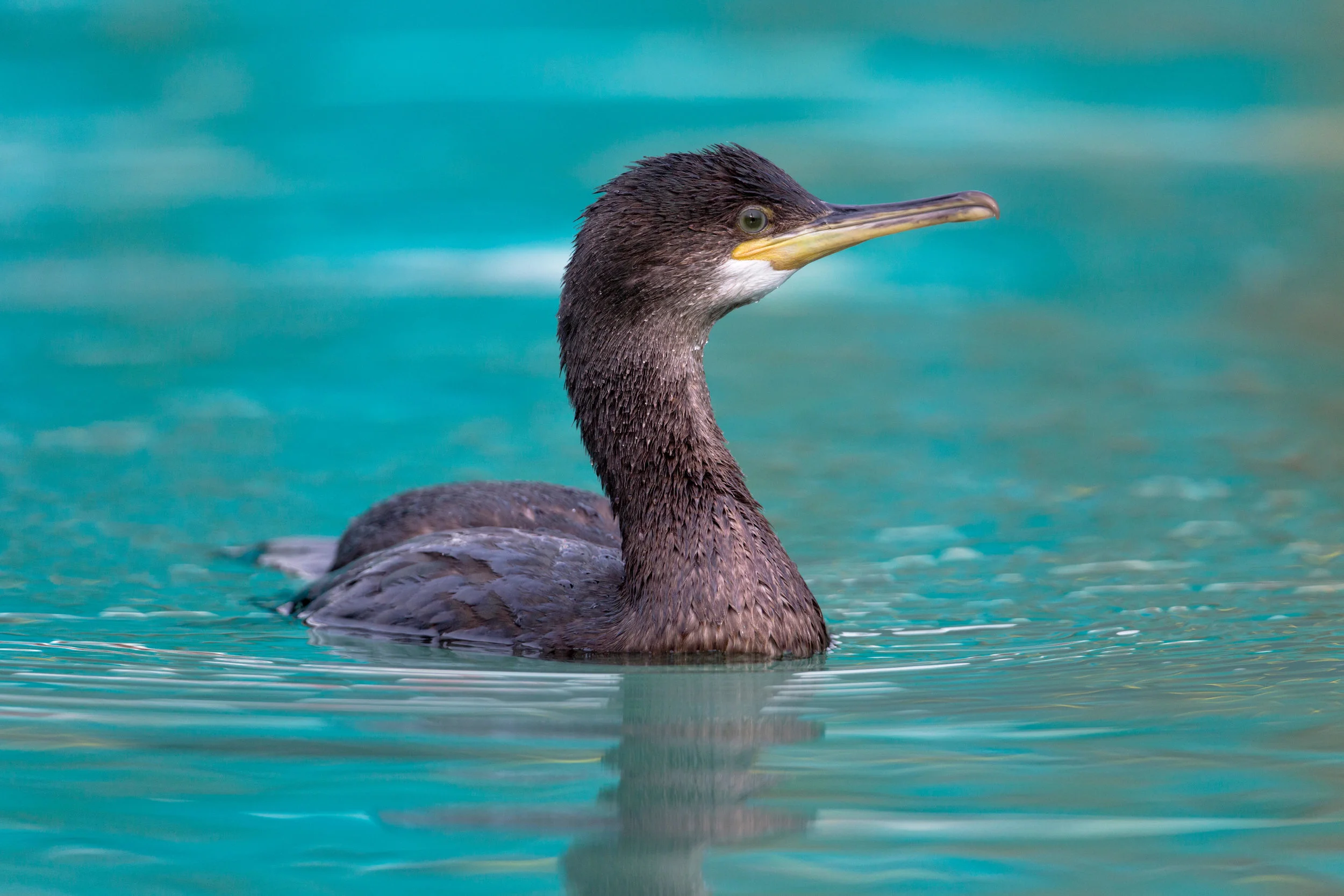 Juvenile Shag
