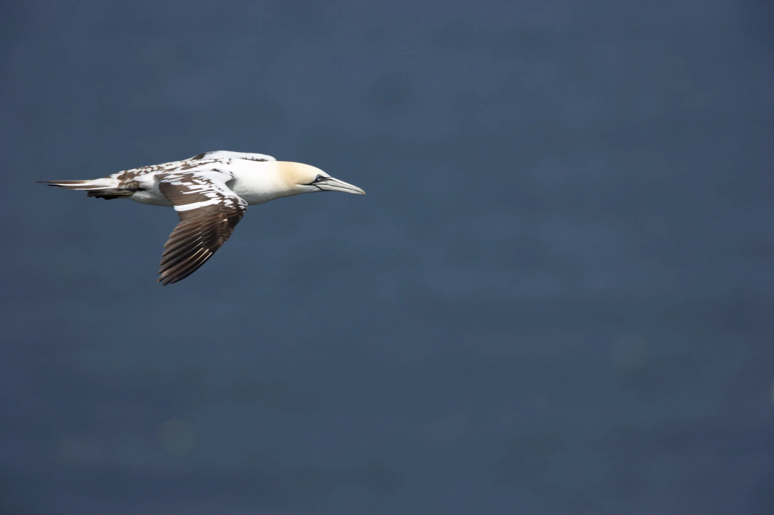 Third-calendar-year Gannet