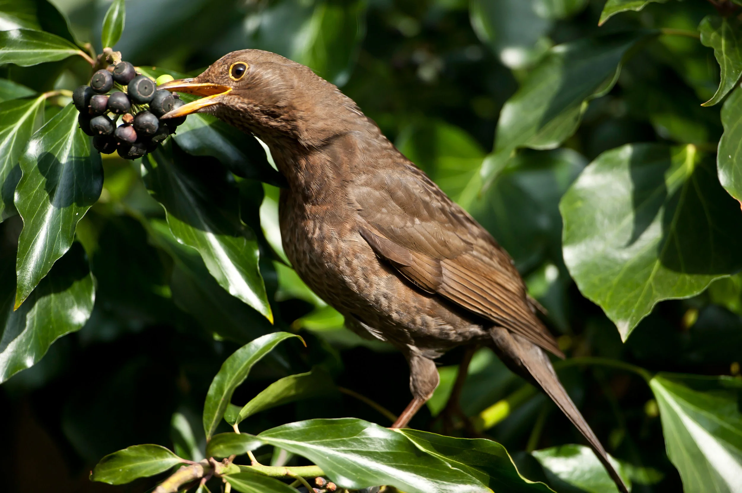 Adult female Blackbird