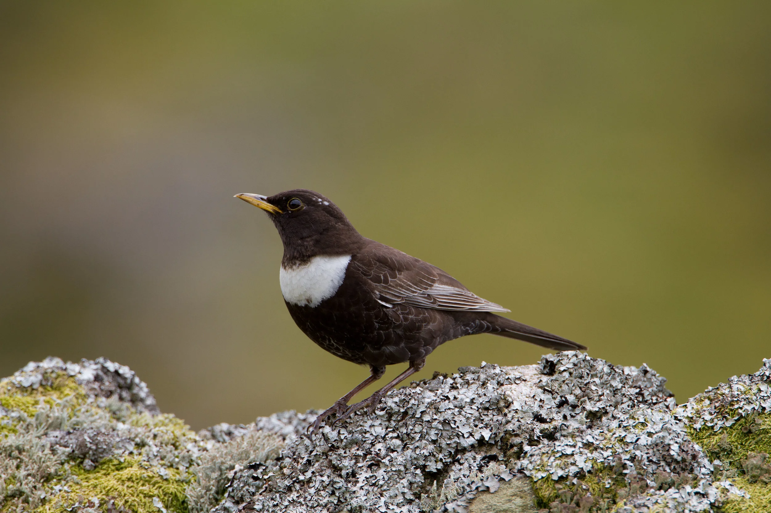 Adult male Ring Ouzel