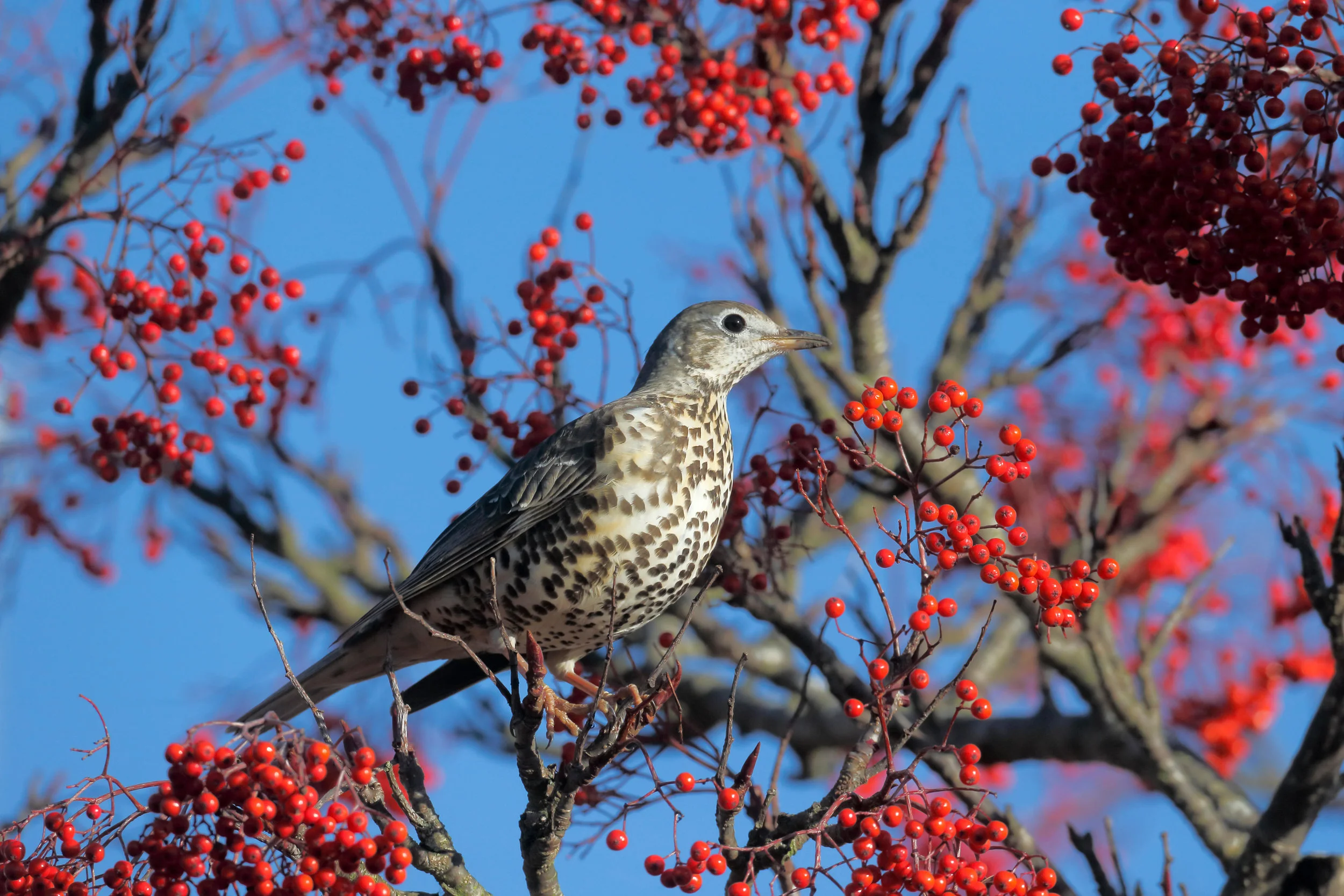 Mistle Thrush