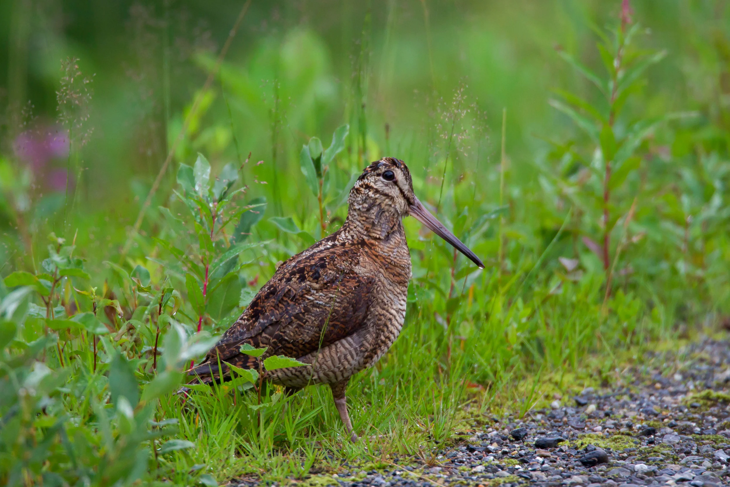Woodcock