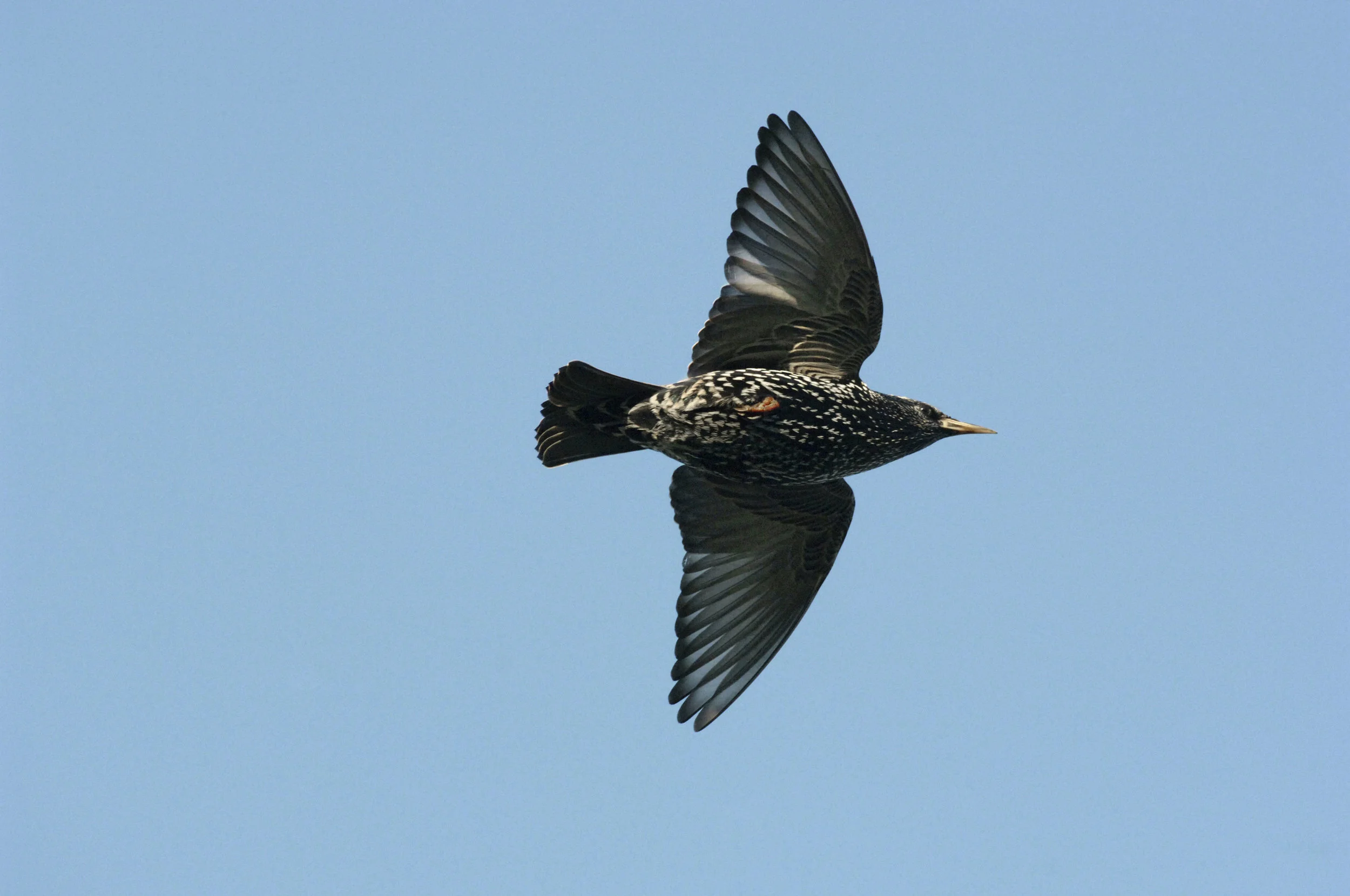 Winter adult Starling in flight