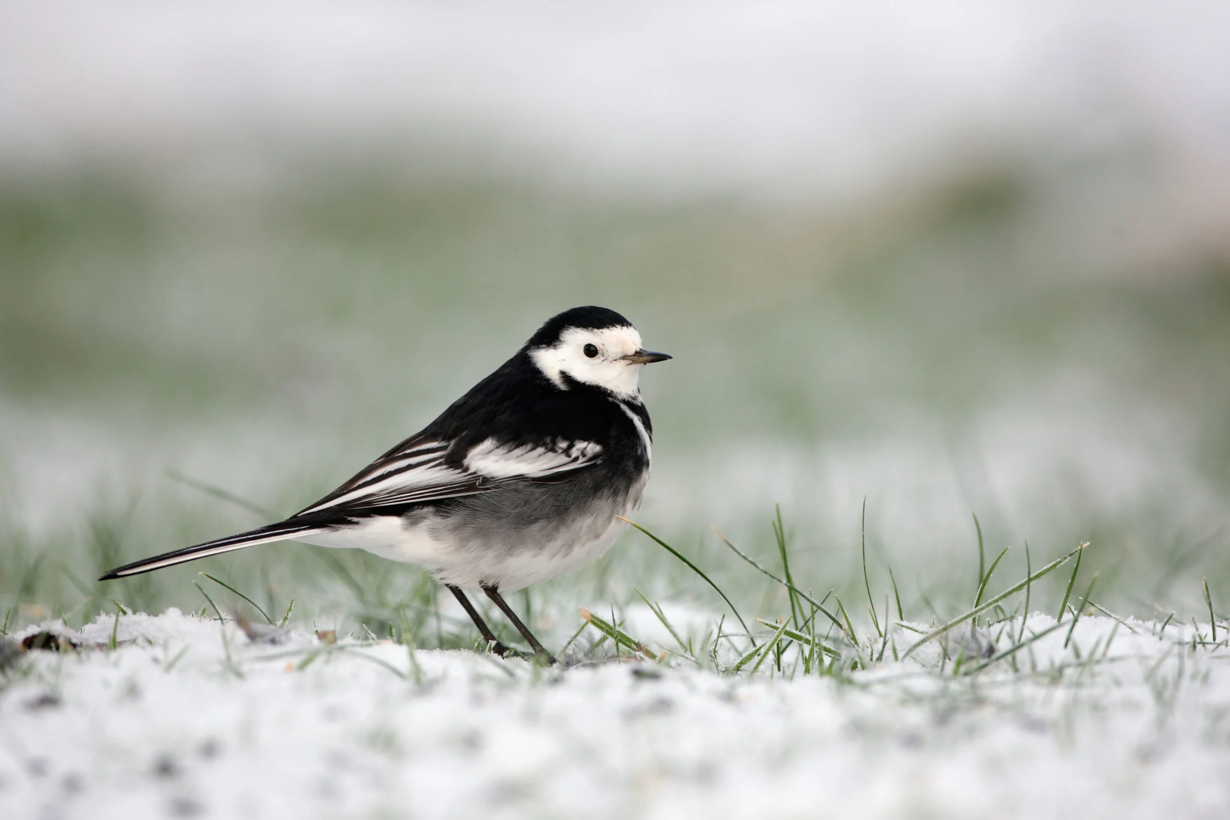 Pied Wagtail, male
