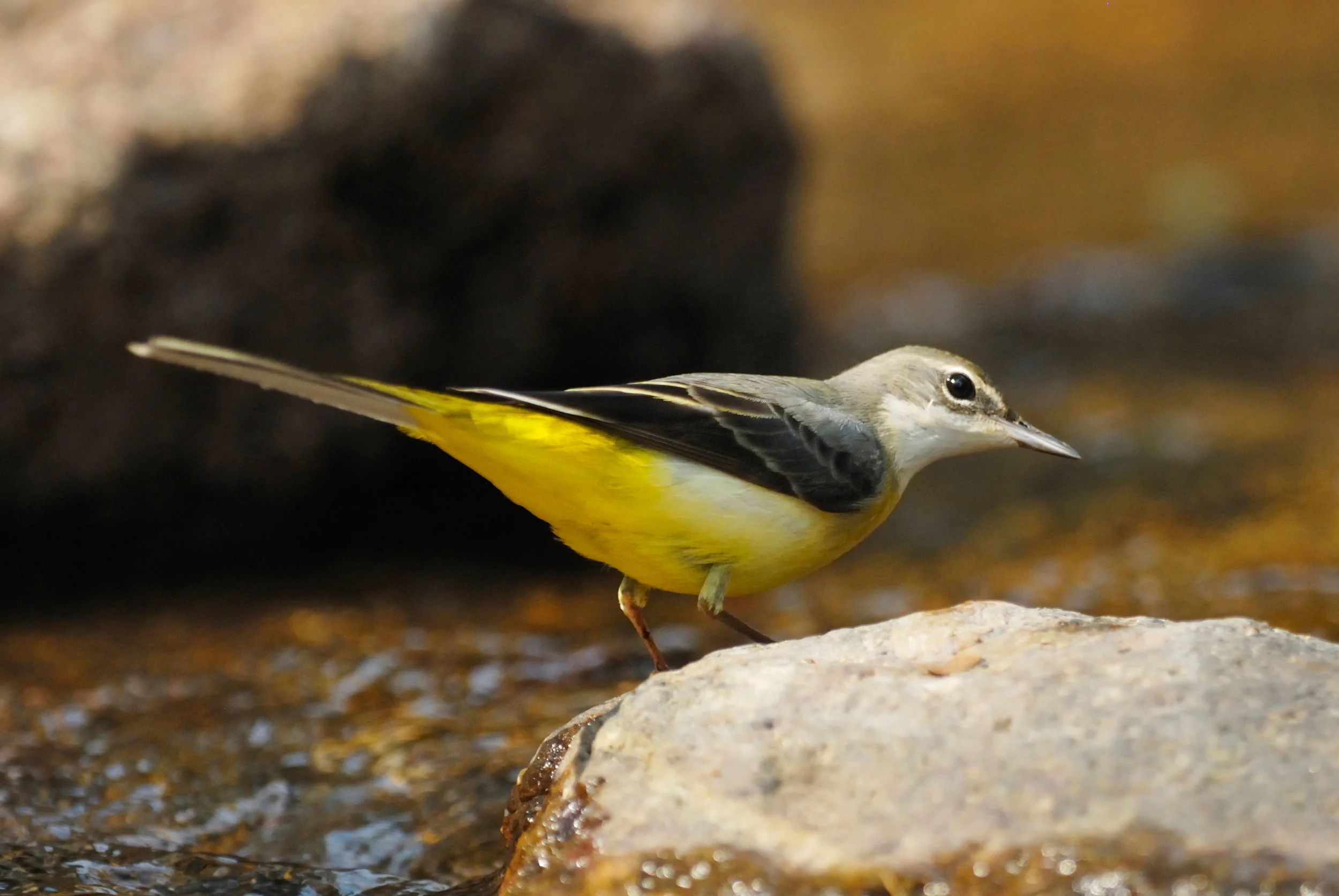 Grey Wagtail, female or first-winter