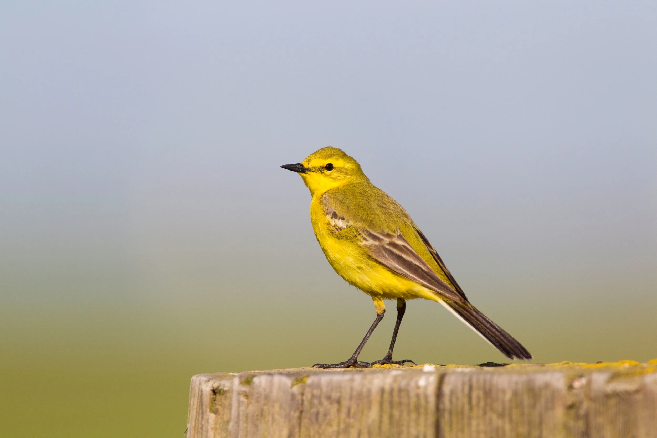 Yellow Wagtail, male