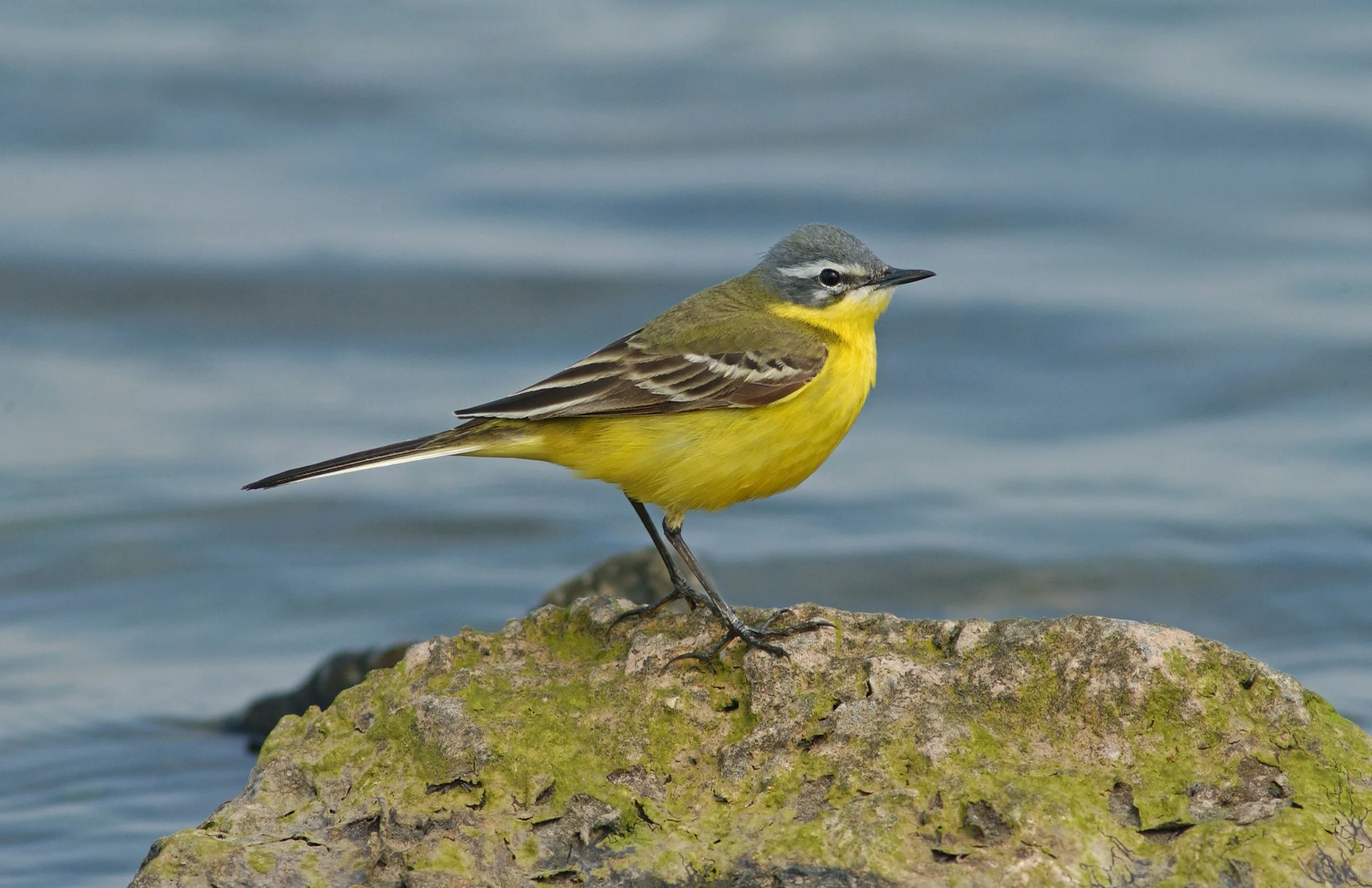 Blue-headed Wagtail, male