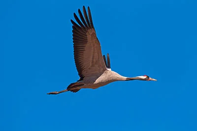 Pic: Arterra Picture Library / Alamy