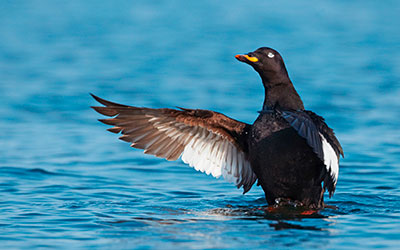 Pic: WILDLIFE GmbH / Alamy
