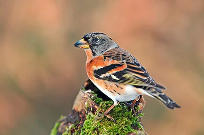 Pic: Uros Poteko / Alamy