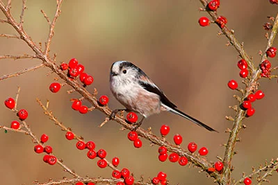 Pic: Mike Lane / Alamy