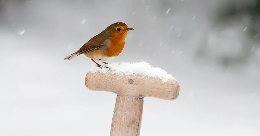 Credit: Ann and Steve Toon / Alamy Stock Photo
