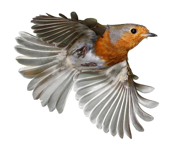 Credit: Nature Picture Library / Alamy Stock Photo