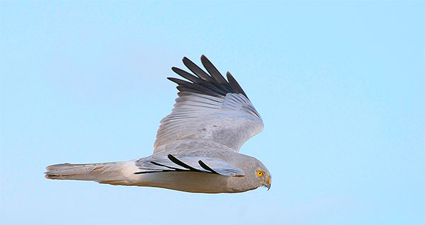 Credit: Blickwinkel/Alamy
