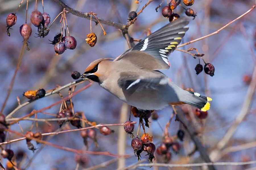 Pic: David Tipling / Alamy