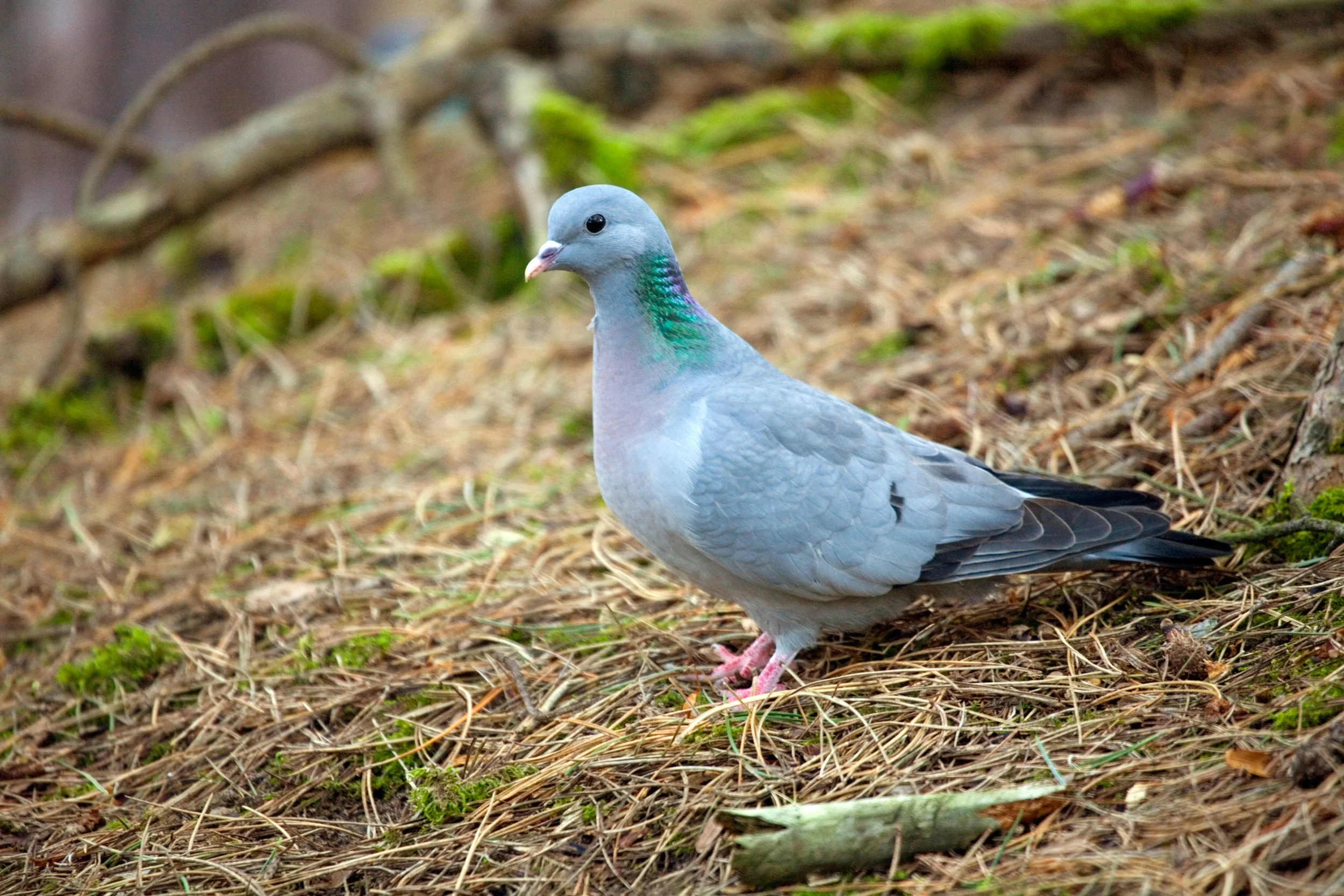 Stock Dove