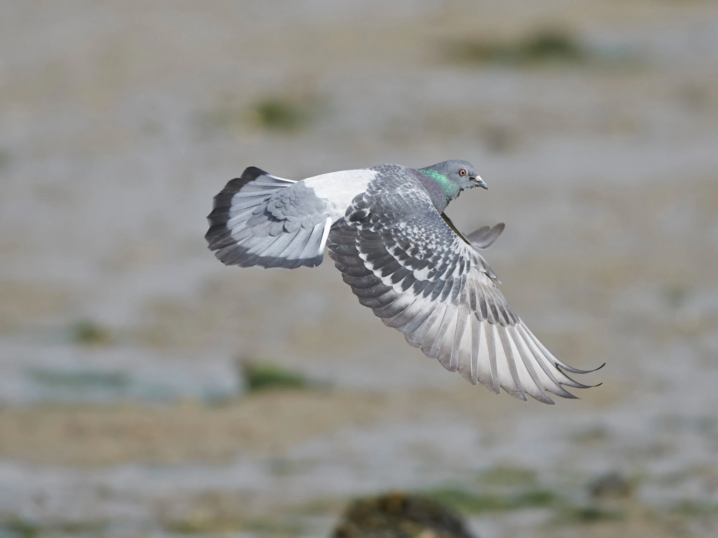 Flying Feral Pigeon