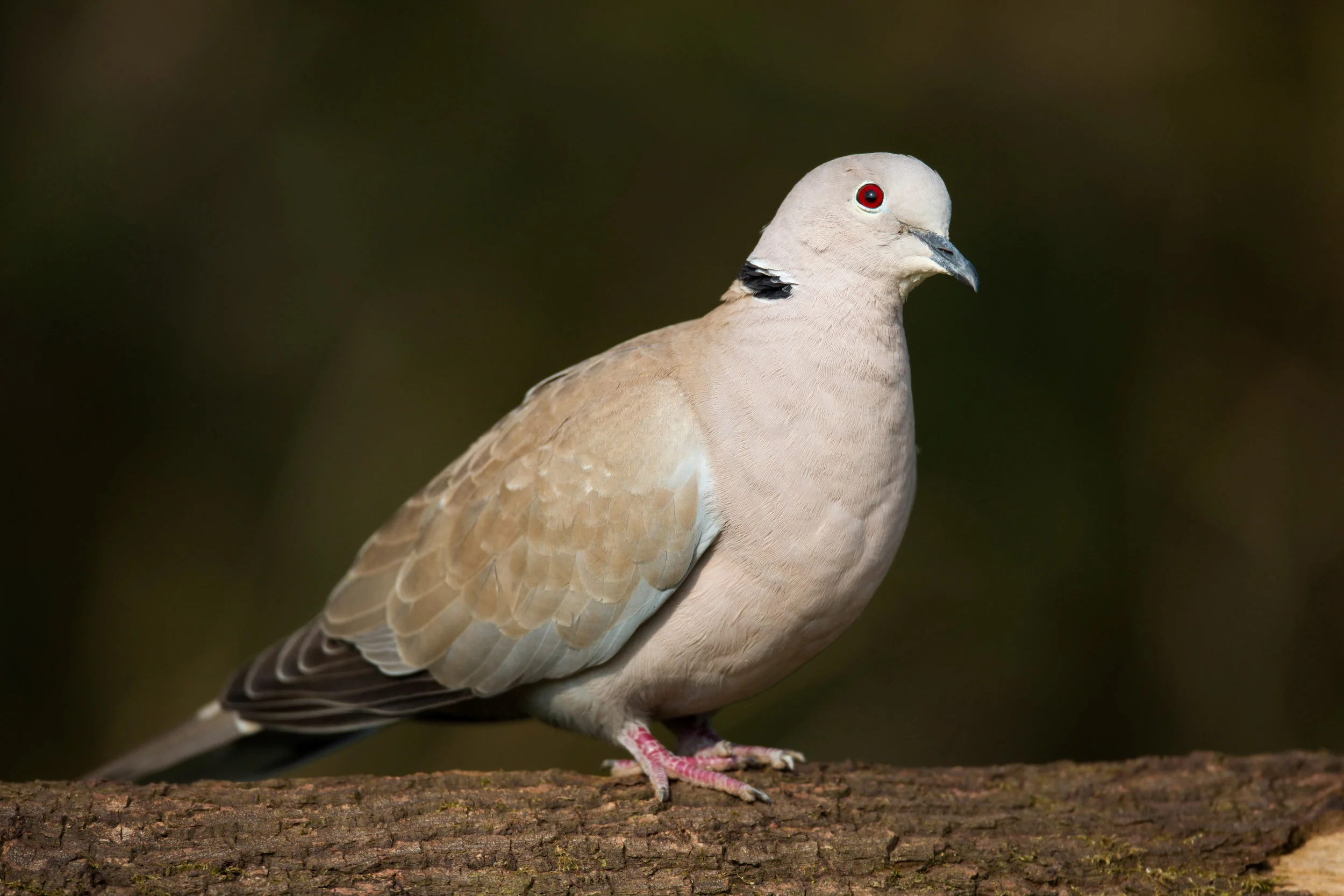 Collared Dove