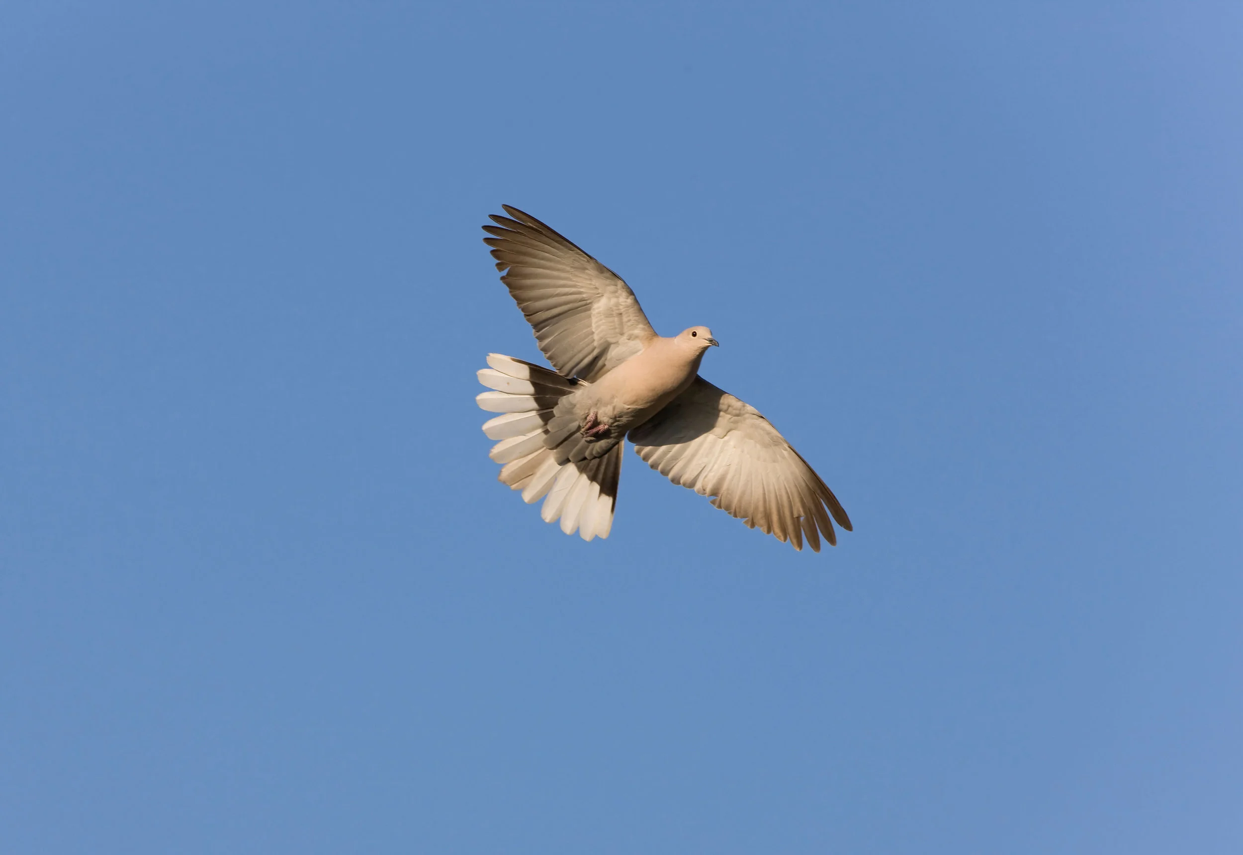 Flying Collared Dove