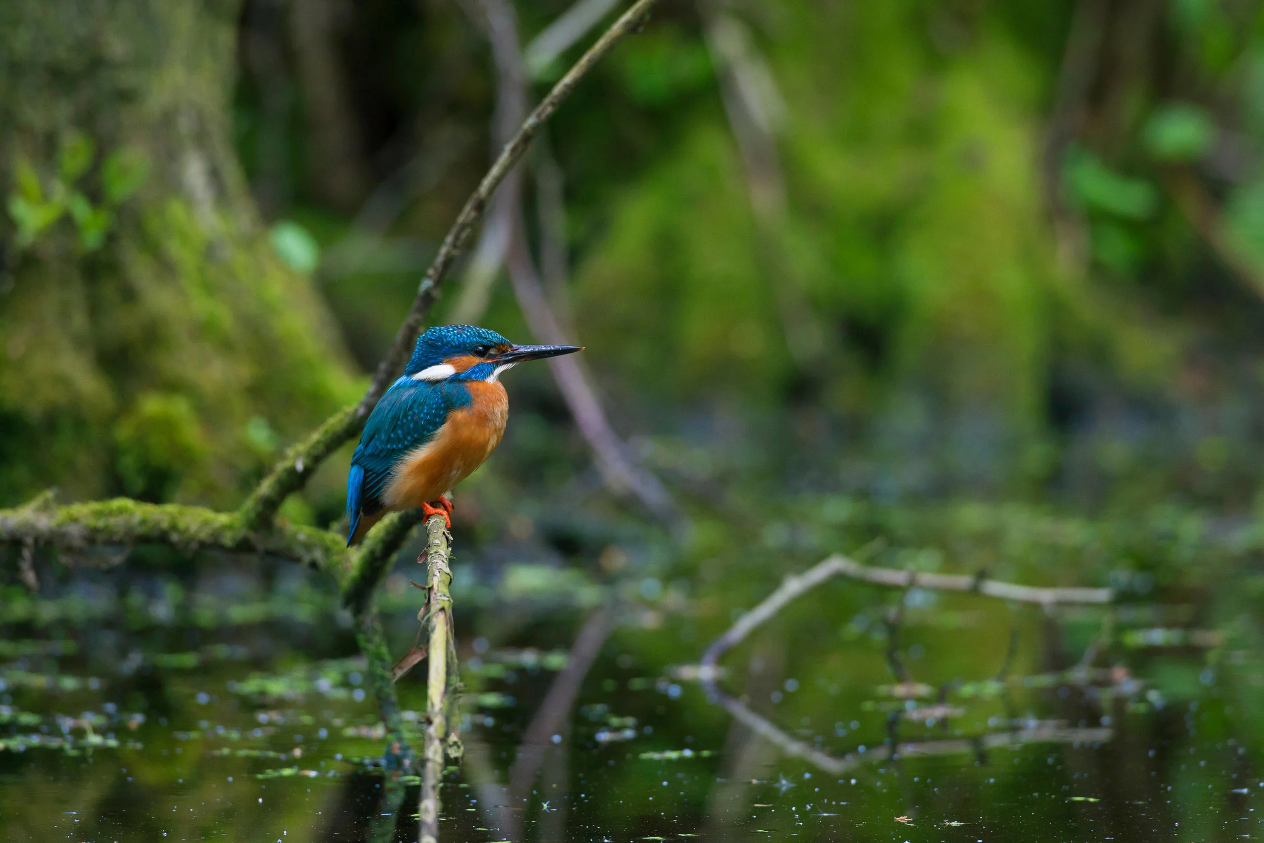 Classic perched Kingfisher